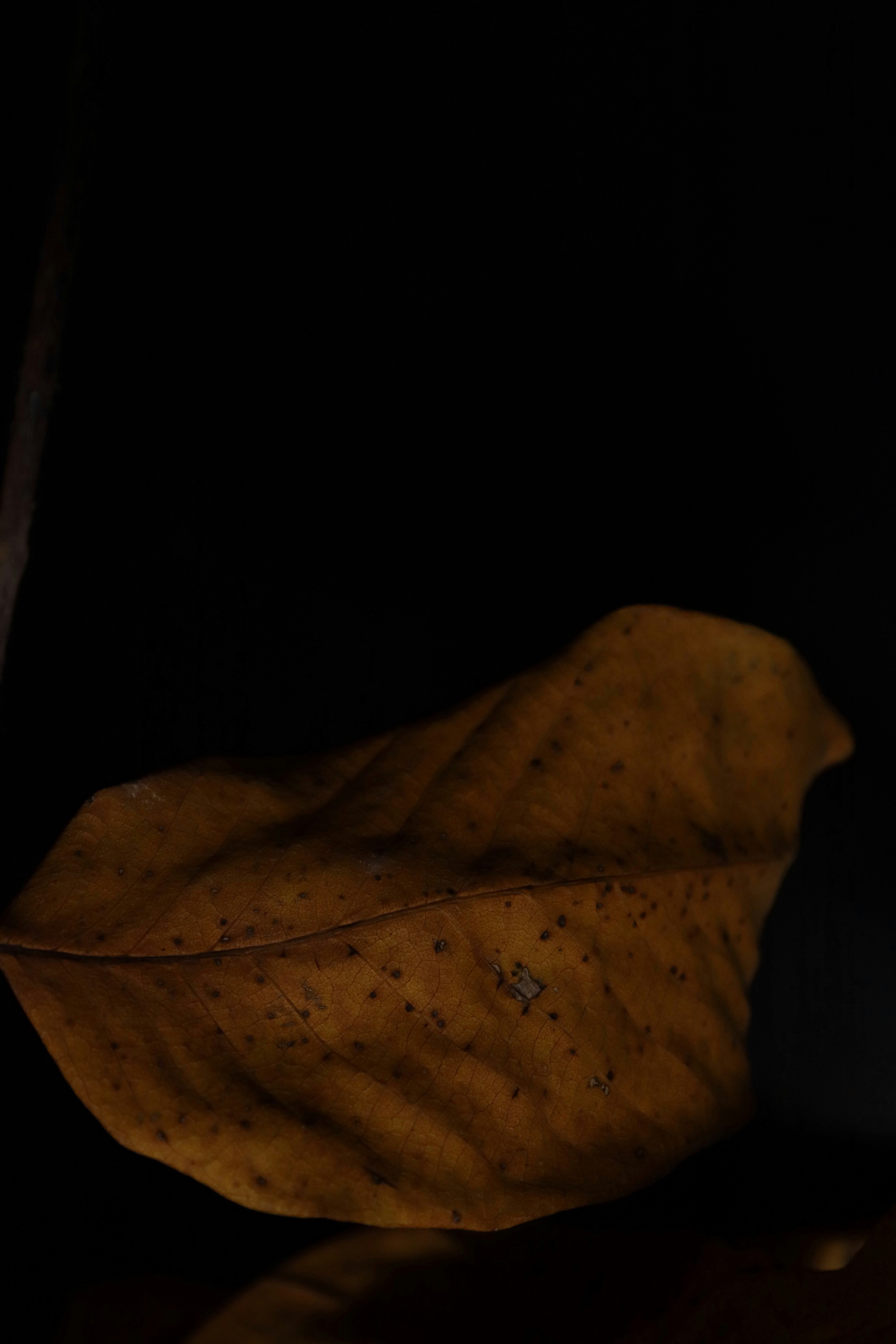 Photo by bored_mongoose