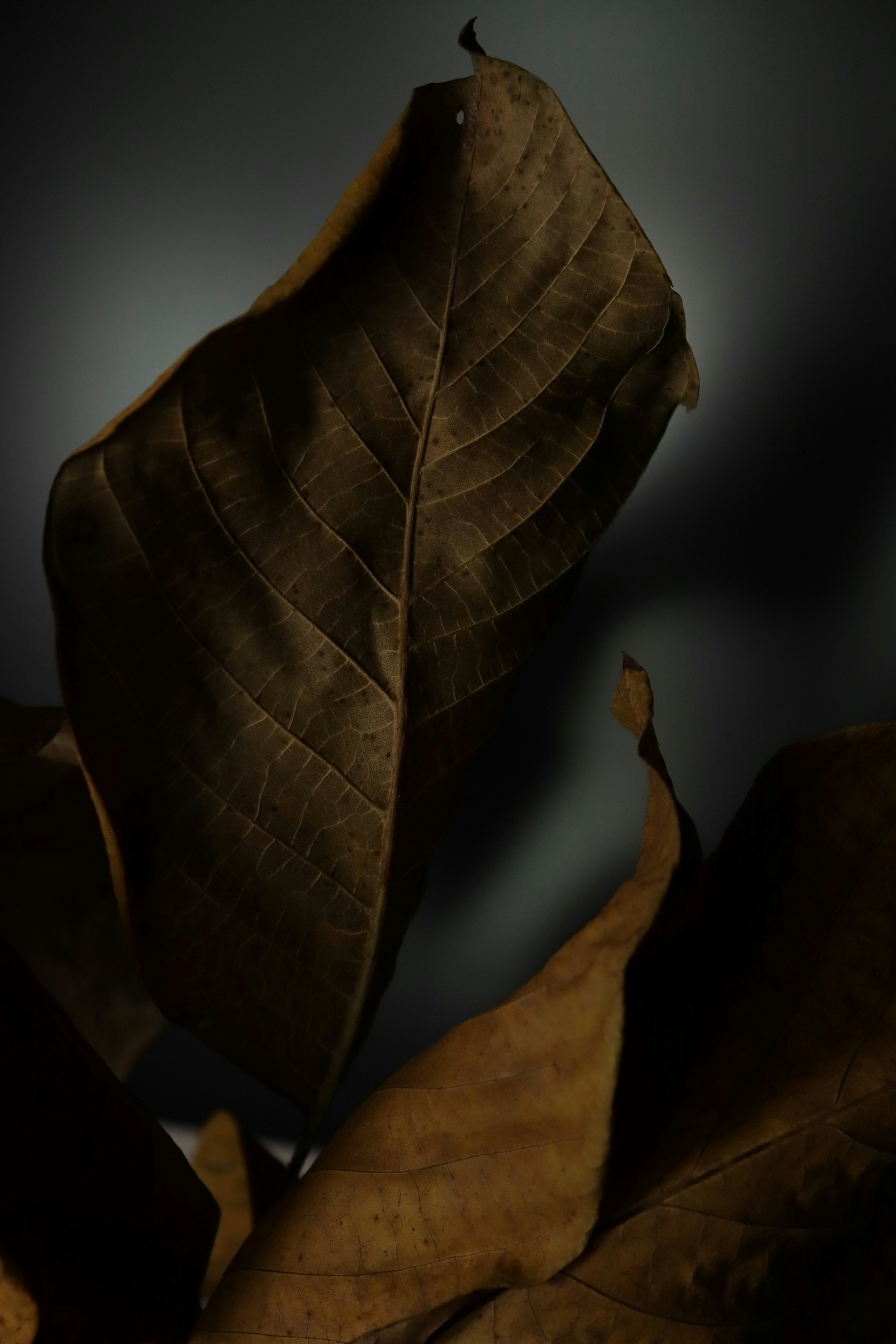 Photo by bored_mongoose