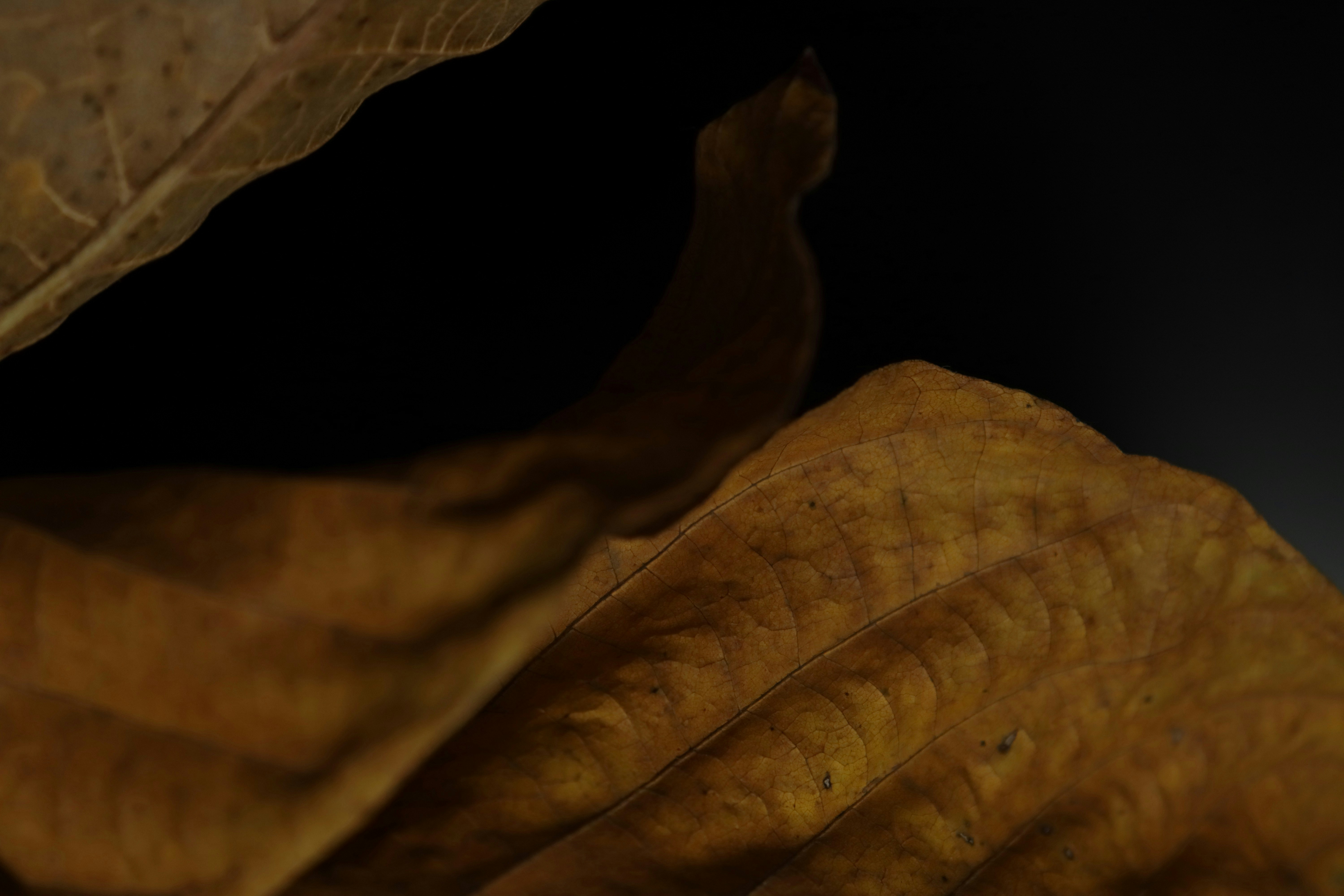 Photo by bored_mongoose