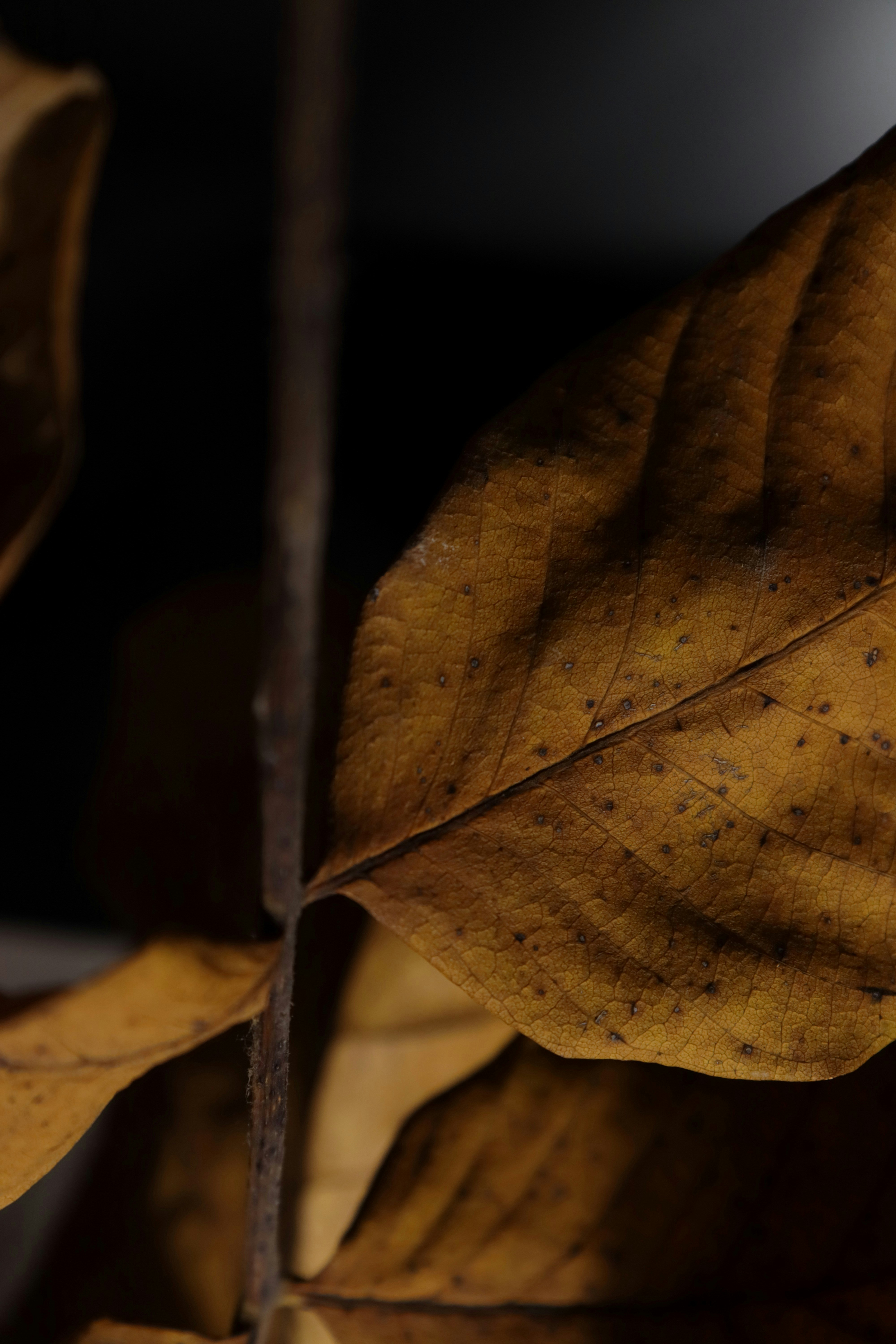 Photo by bored_mongoose