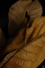Close-up of dry brown leaves against dark background