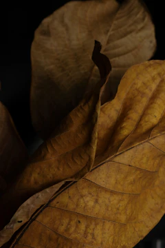 Close-up of dry brown leaves against dark background