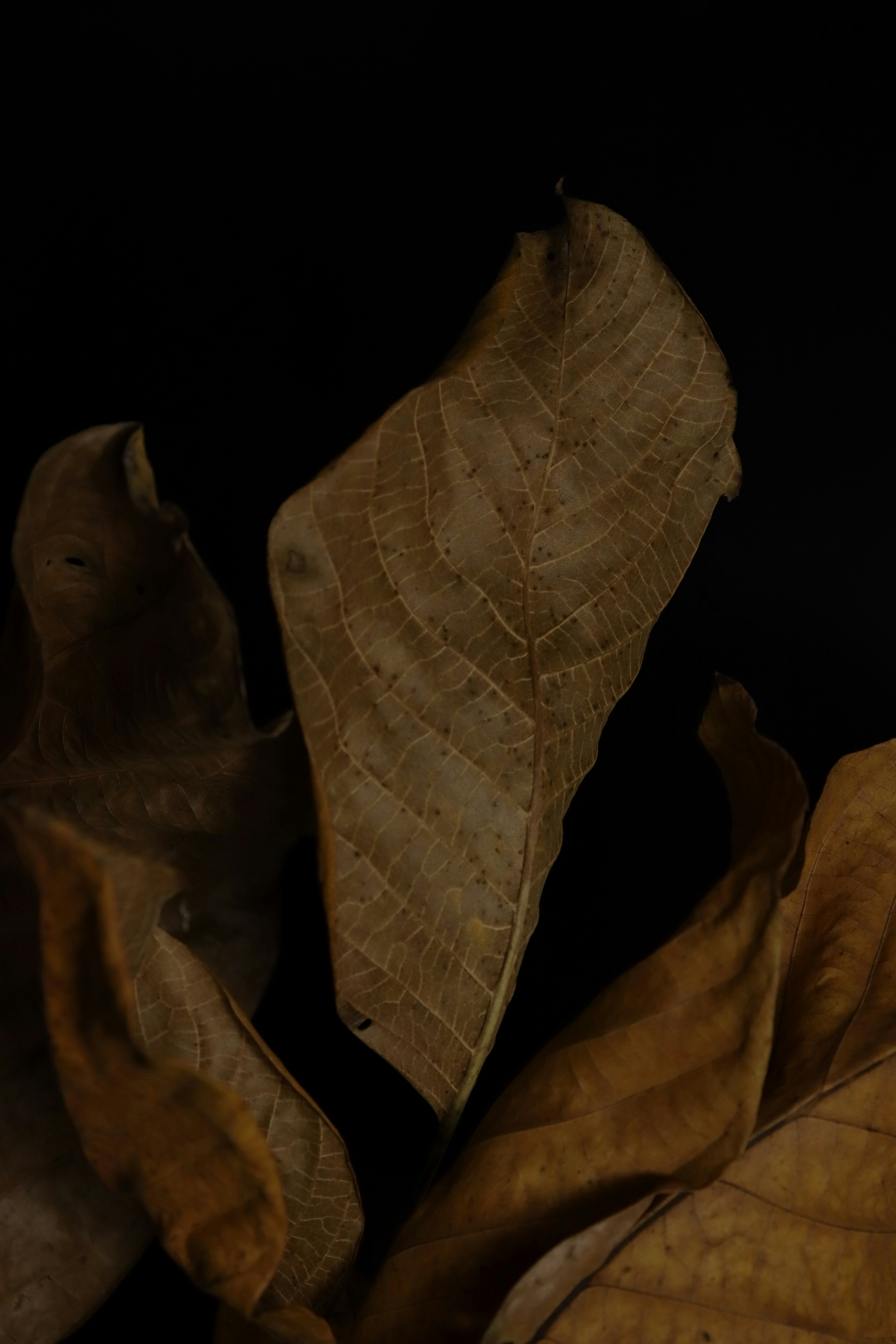 Photo by bored_mongoose