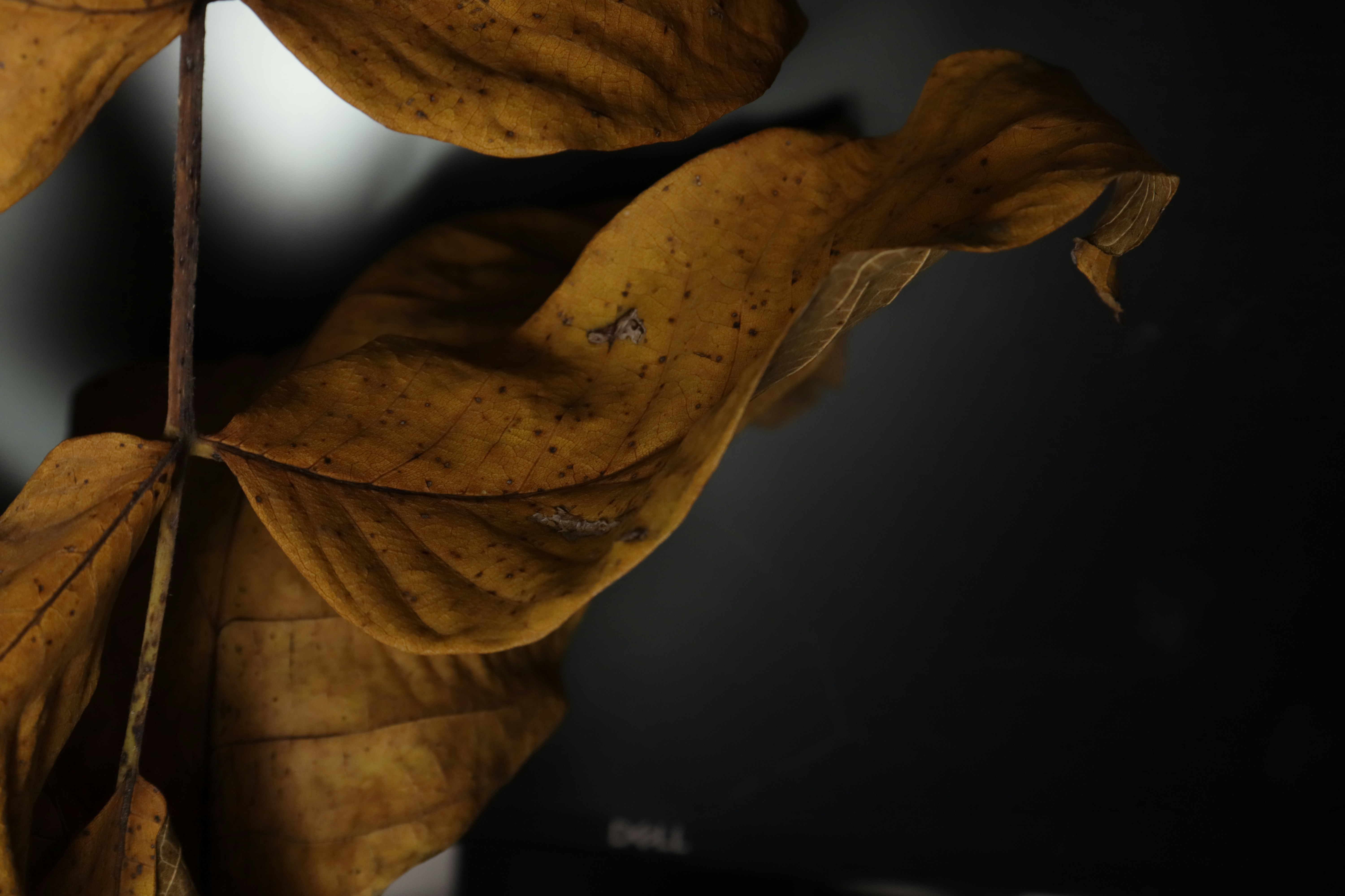 Photo by bored_mongoose