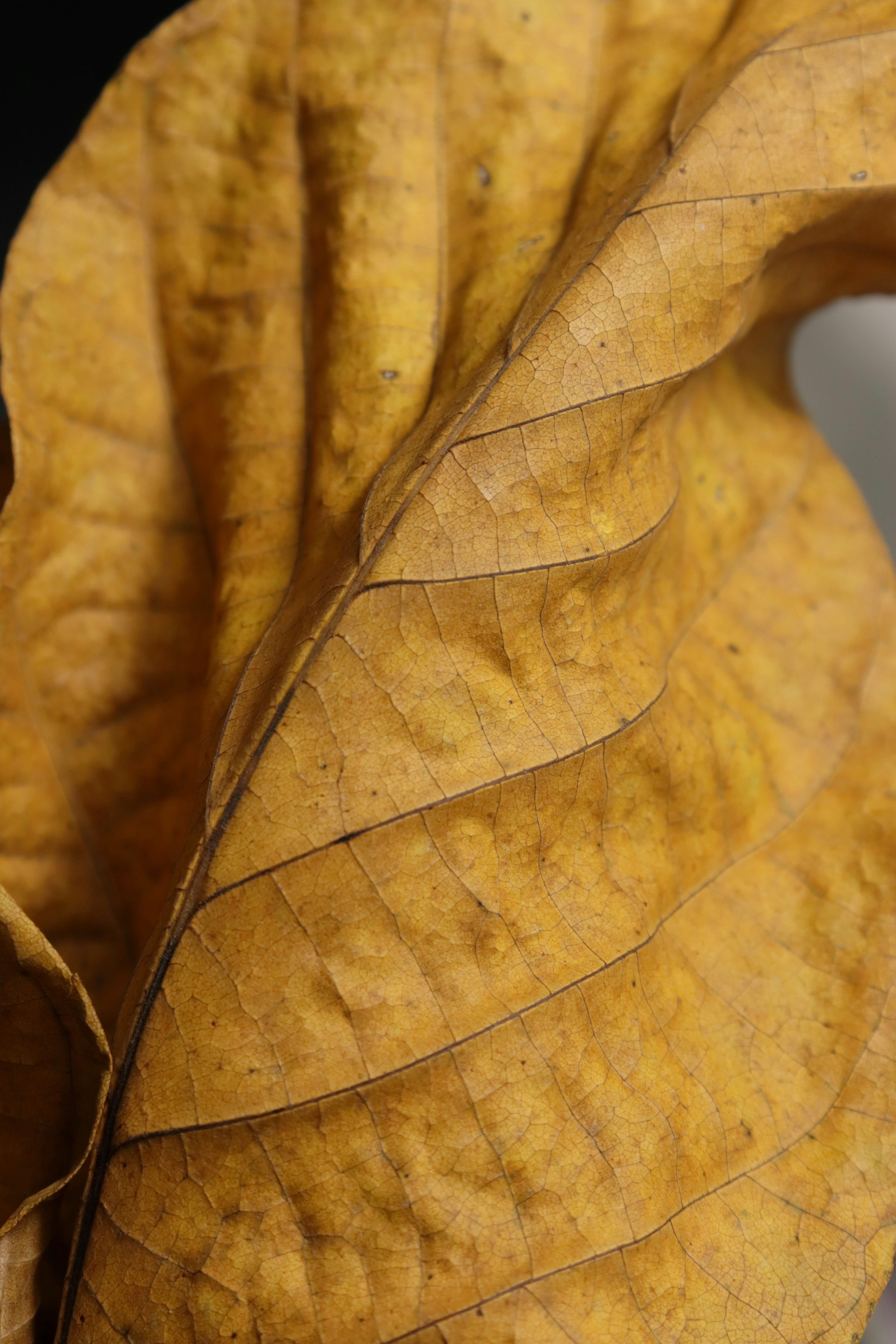 Photo by bored_mongoose