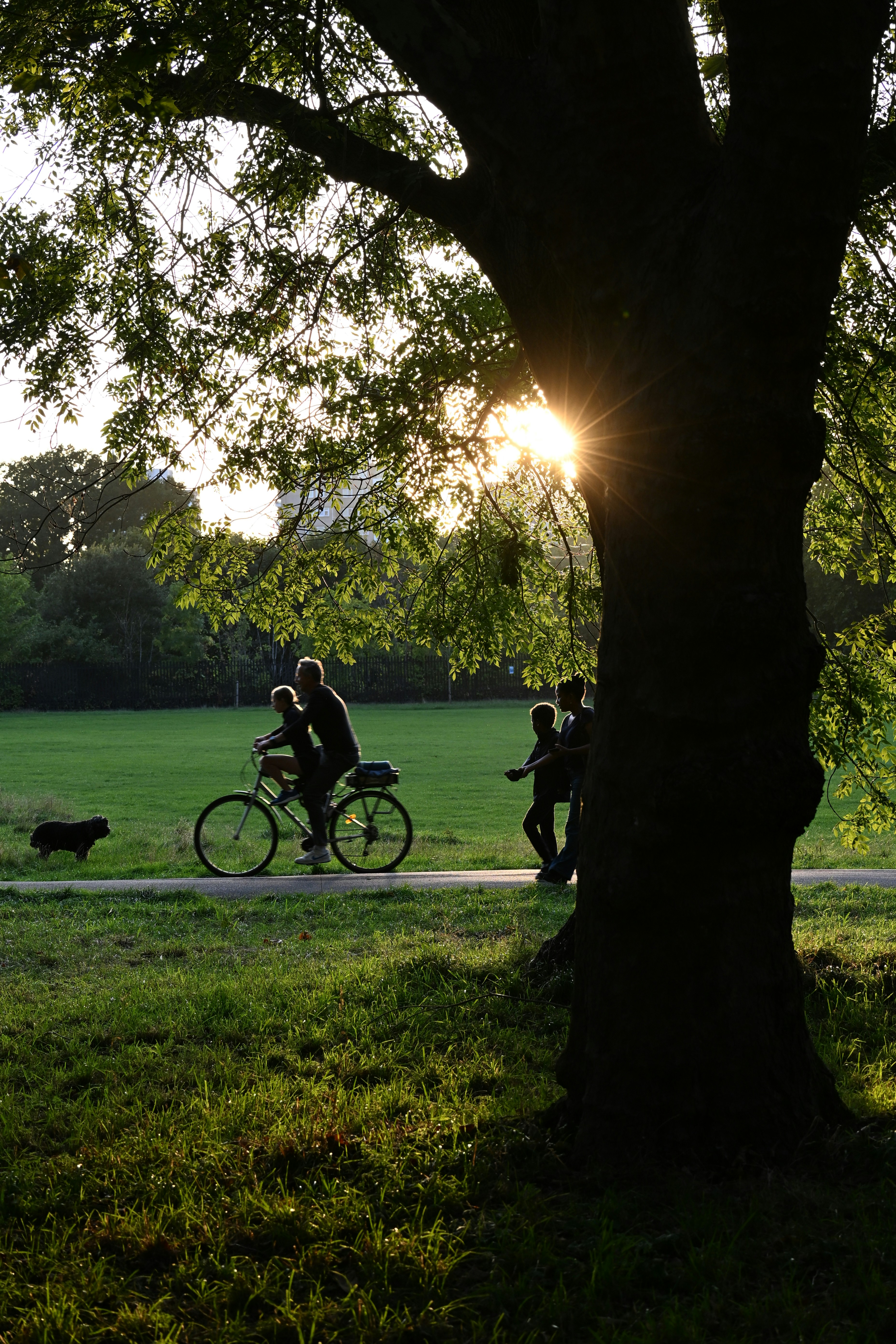People cycling in a park at sunset.