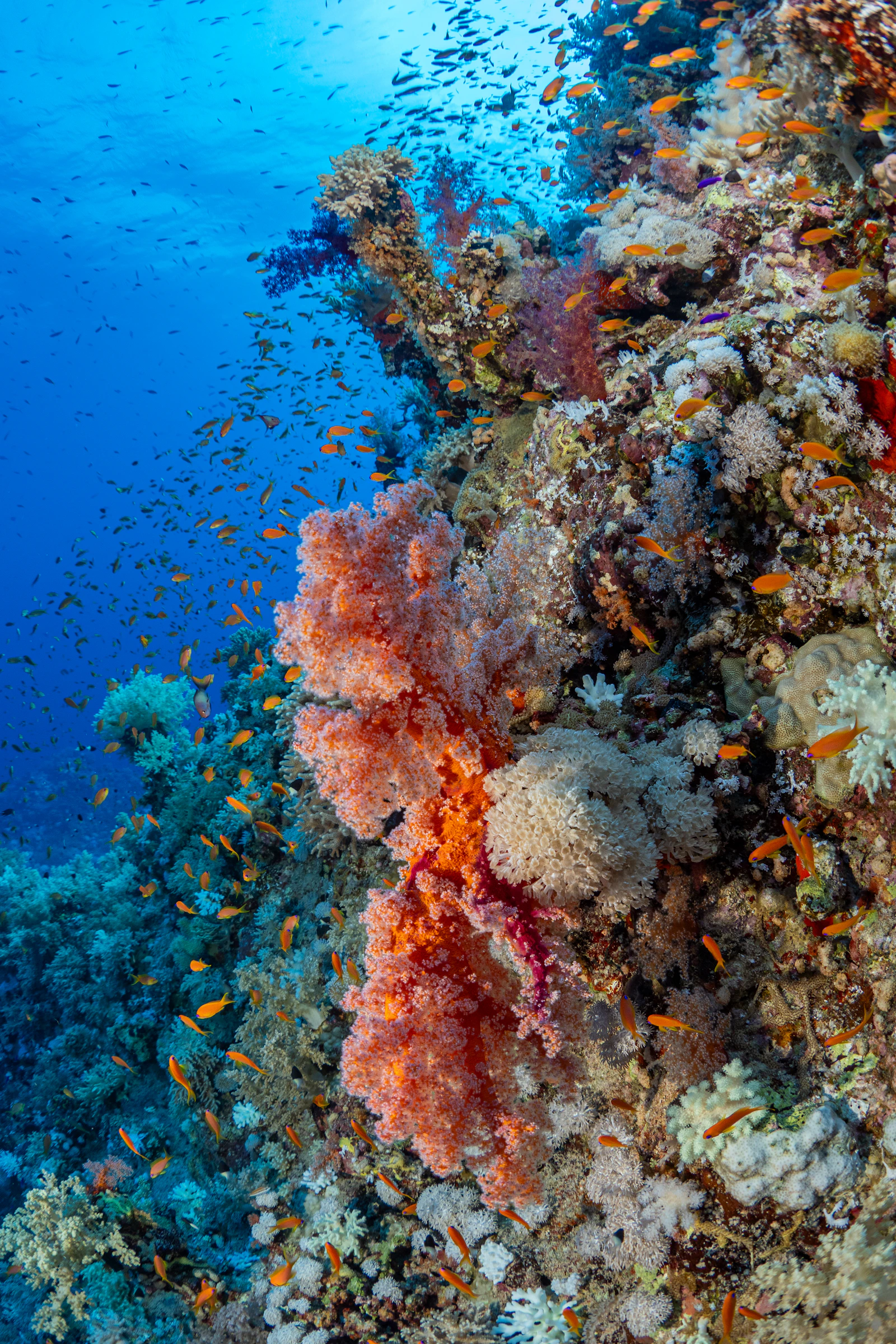 A vibrant coral reef teeming with small orange fish underwater, evoking ocean health