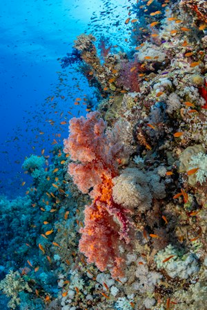 Vibrant coral reef teeming with small orange fish