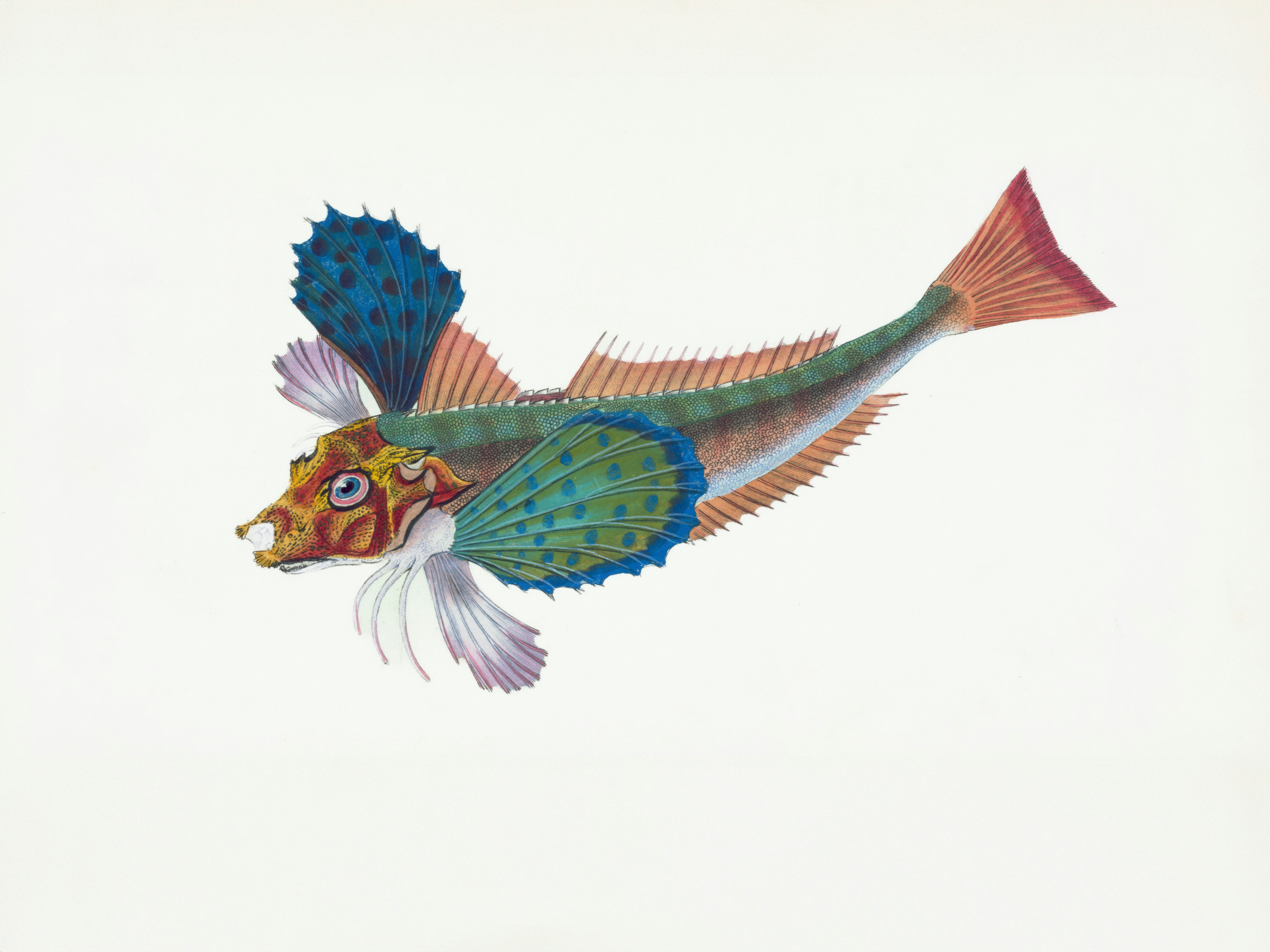 Ikan berwarna-warni dan berornamen dengan sirip besar