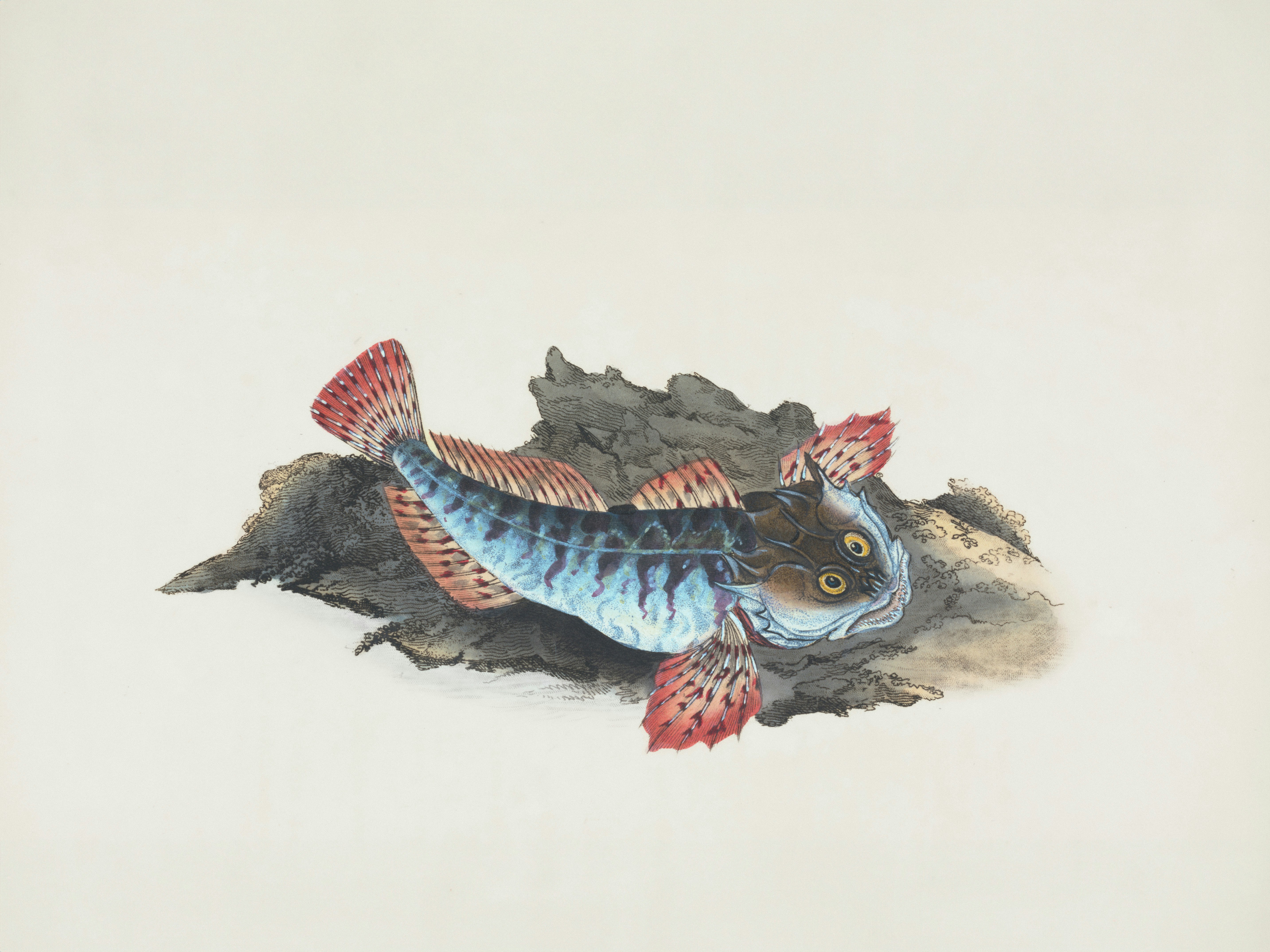 Torrent Sculpin