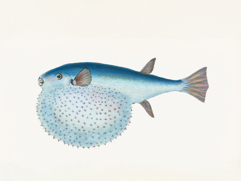 Spot-fin Porcupinefish (Diodon hystrix)