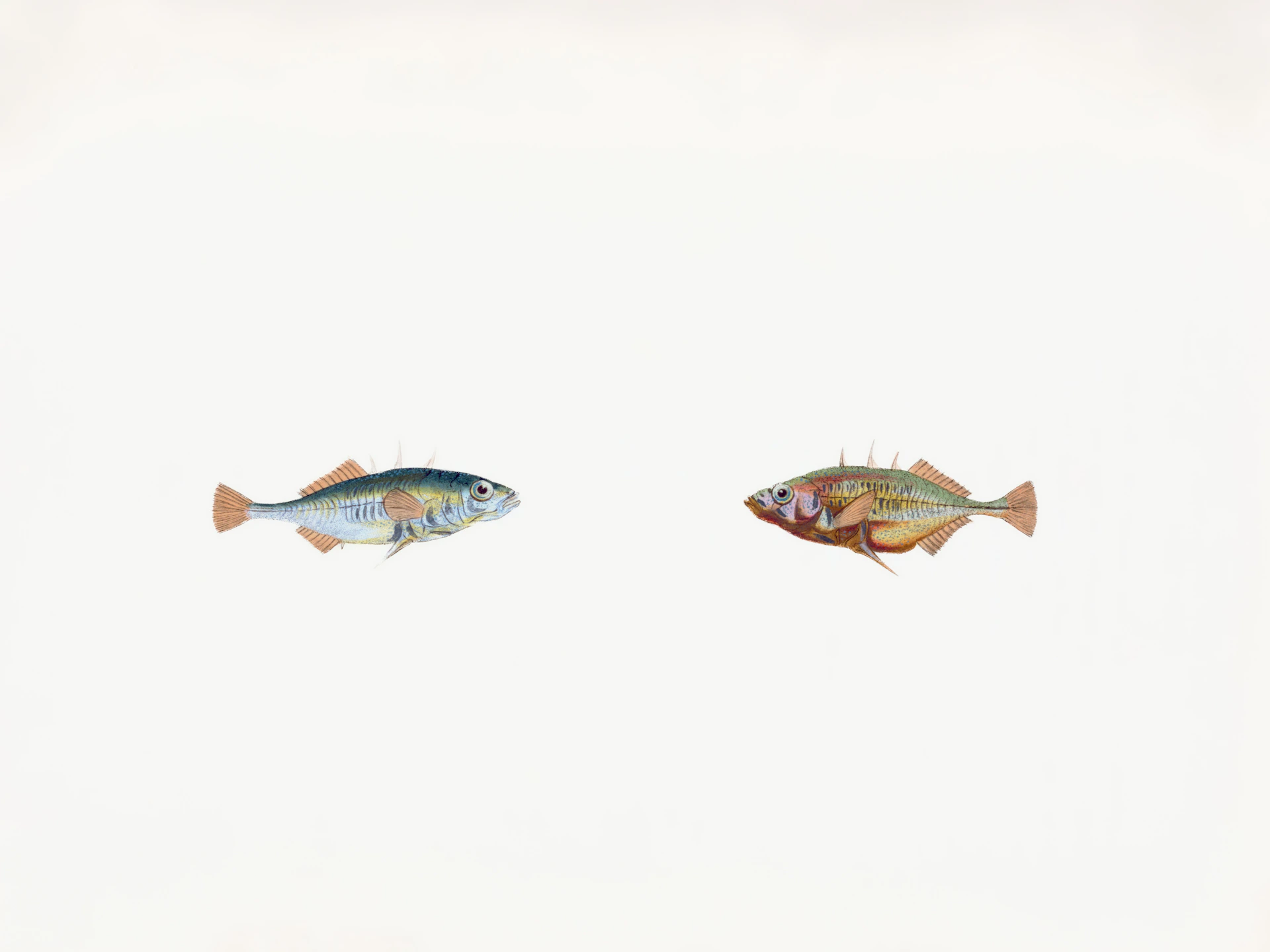 Two fish facing each other on a white background