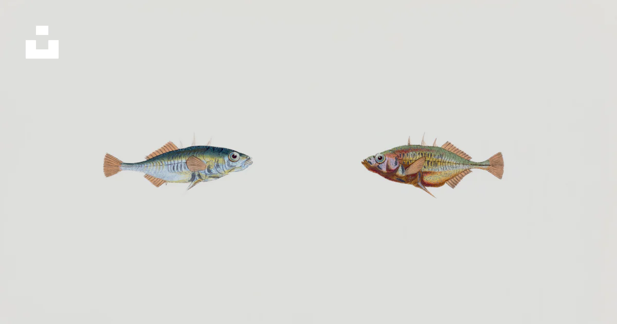 Two Fish Face Two fish facing each other on a white background photo – Free Animal ...