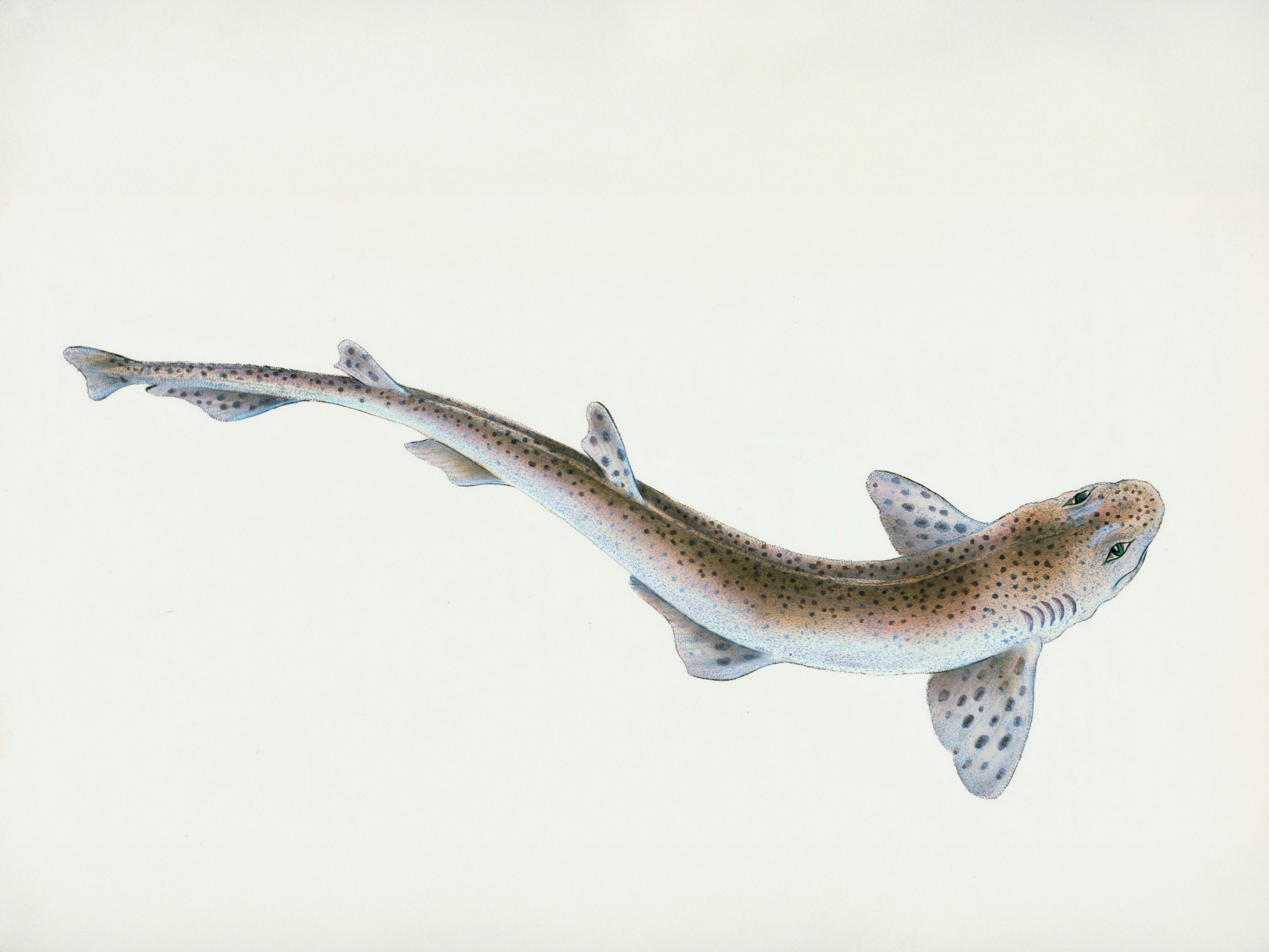 The String Quartet, by Virginia Woolf 🖋🟢🎻 – Words, Colours and Notes, image size:3000x2250