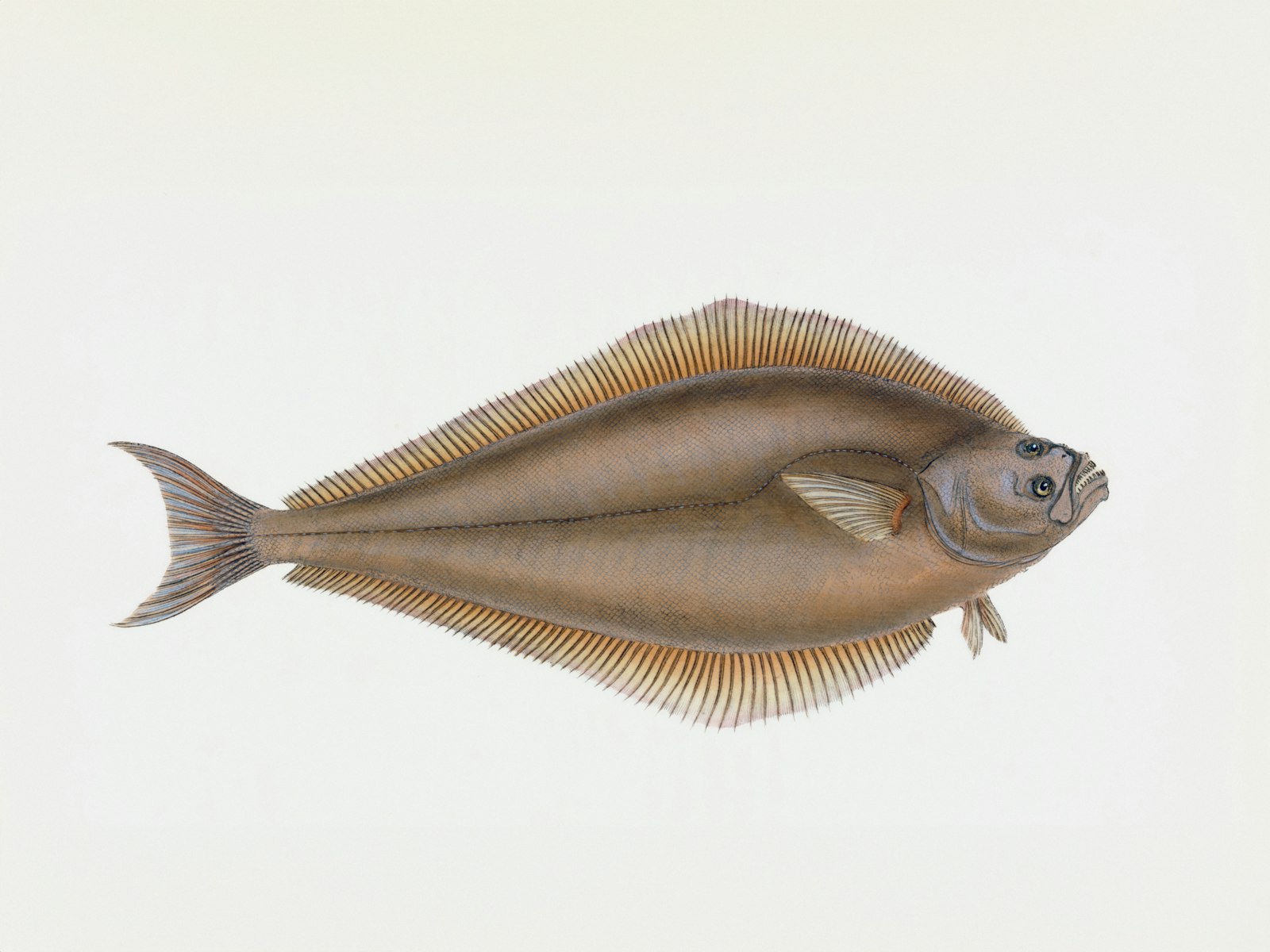 Flatfisk av samme type som kveite, klar til filetering hos fiskehandler i Bergen