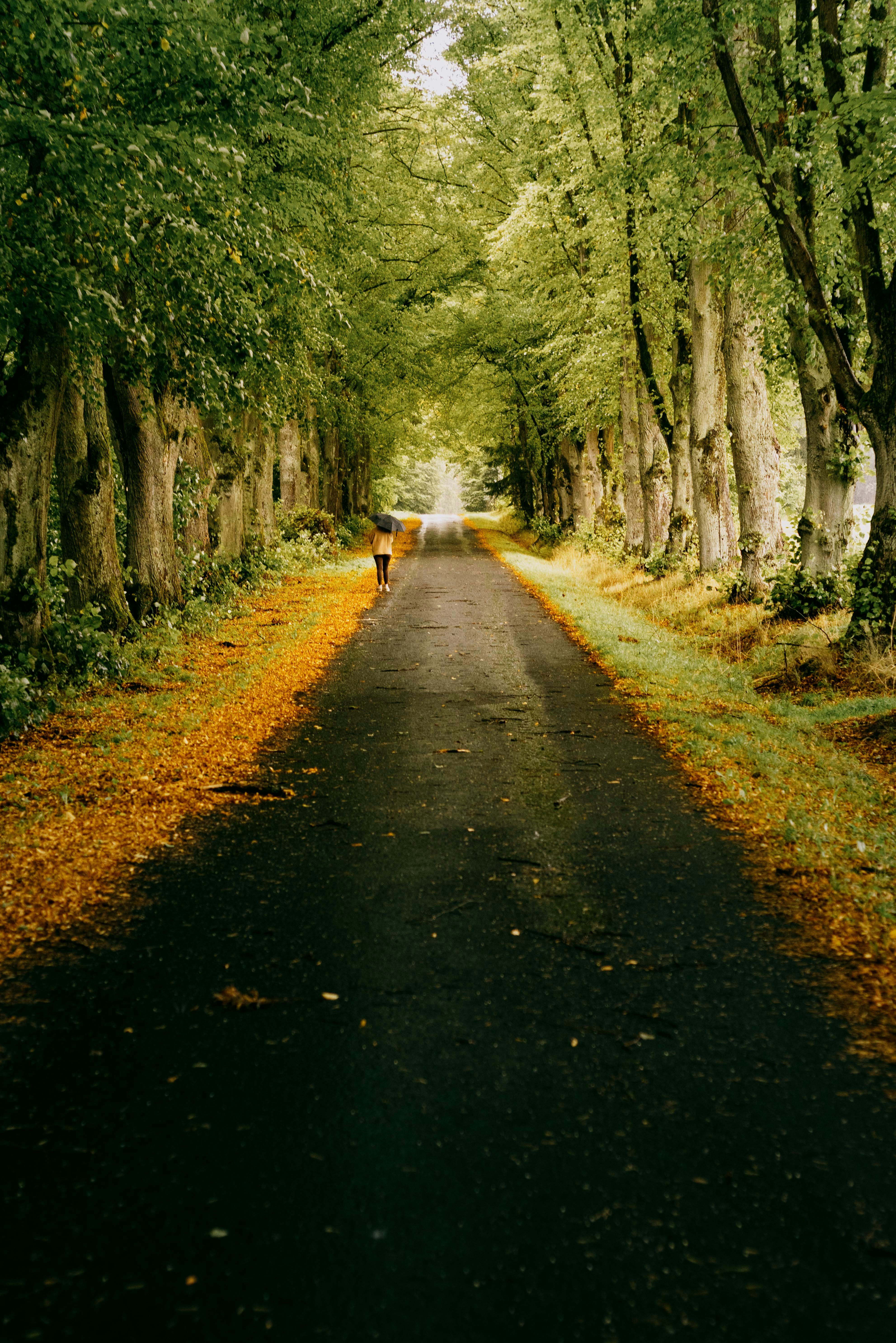 A person walks down a tree-lined road in autumn.