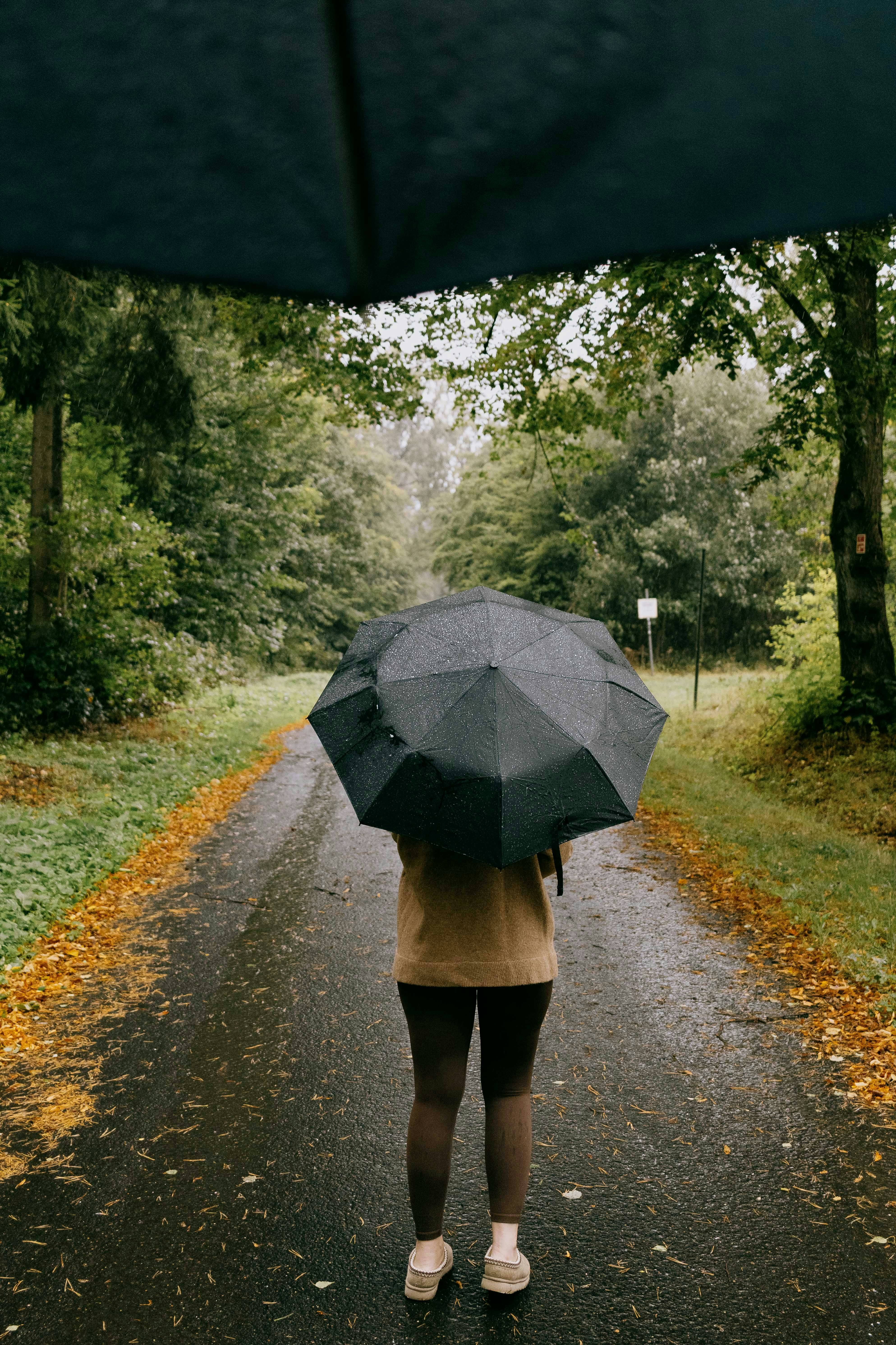 Wet forest rain path, ilustrasi artikel Conquer the Downpour: Choosing the Best High-Quality Rain Shells for Your Wet Weather Hikes 9