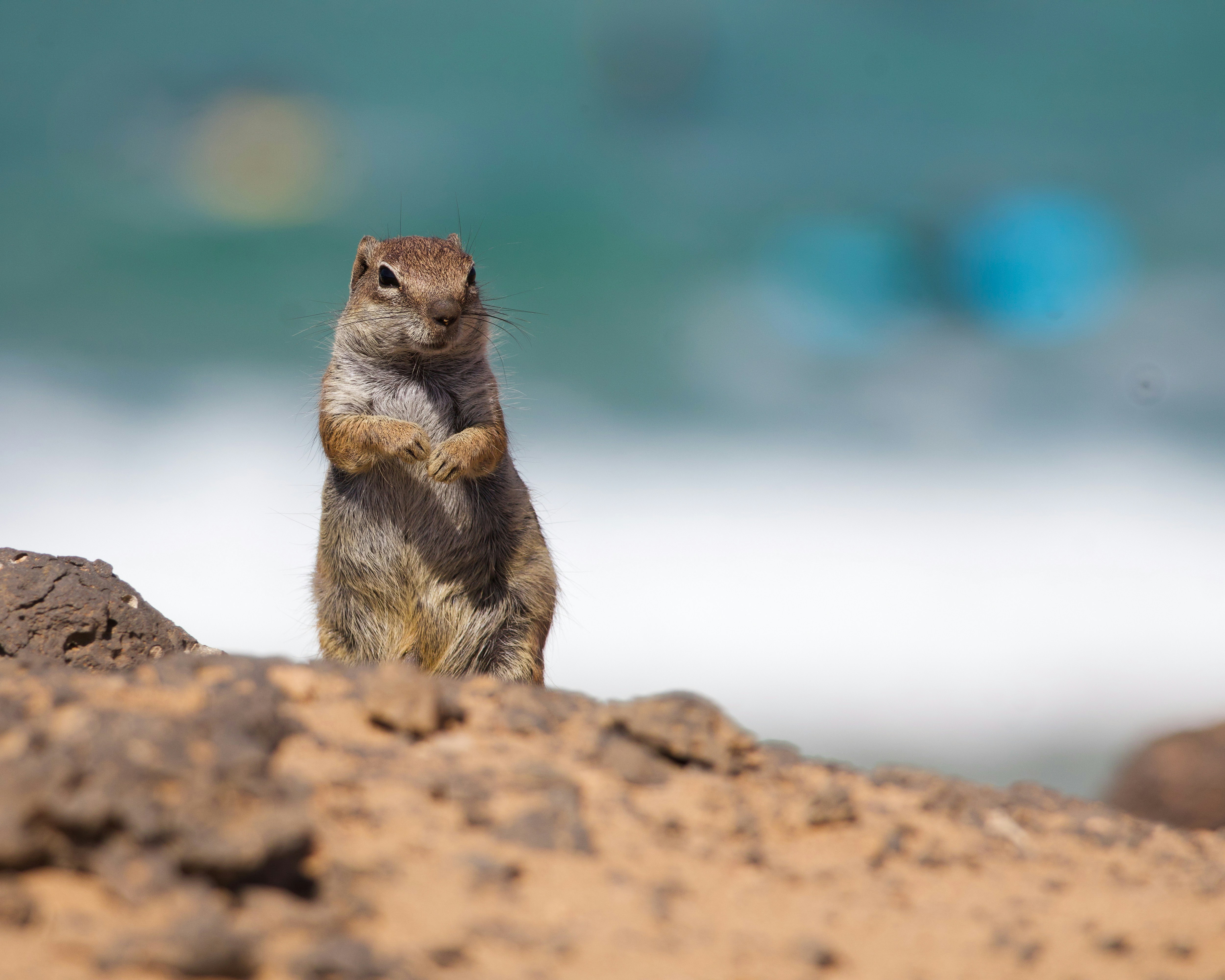 A small squirrel stands on a sandy shore.