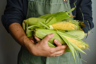Person holding fresh corn on the cob
