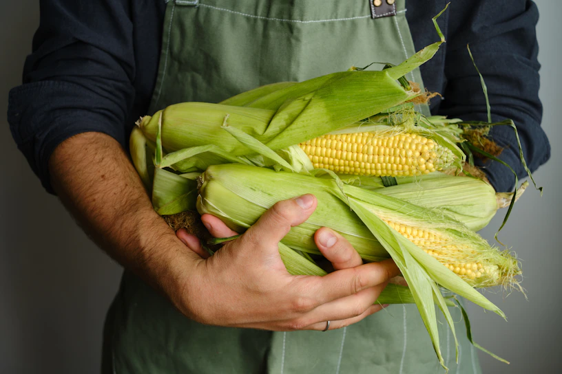 Person holding fresh corn on the cob