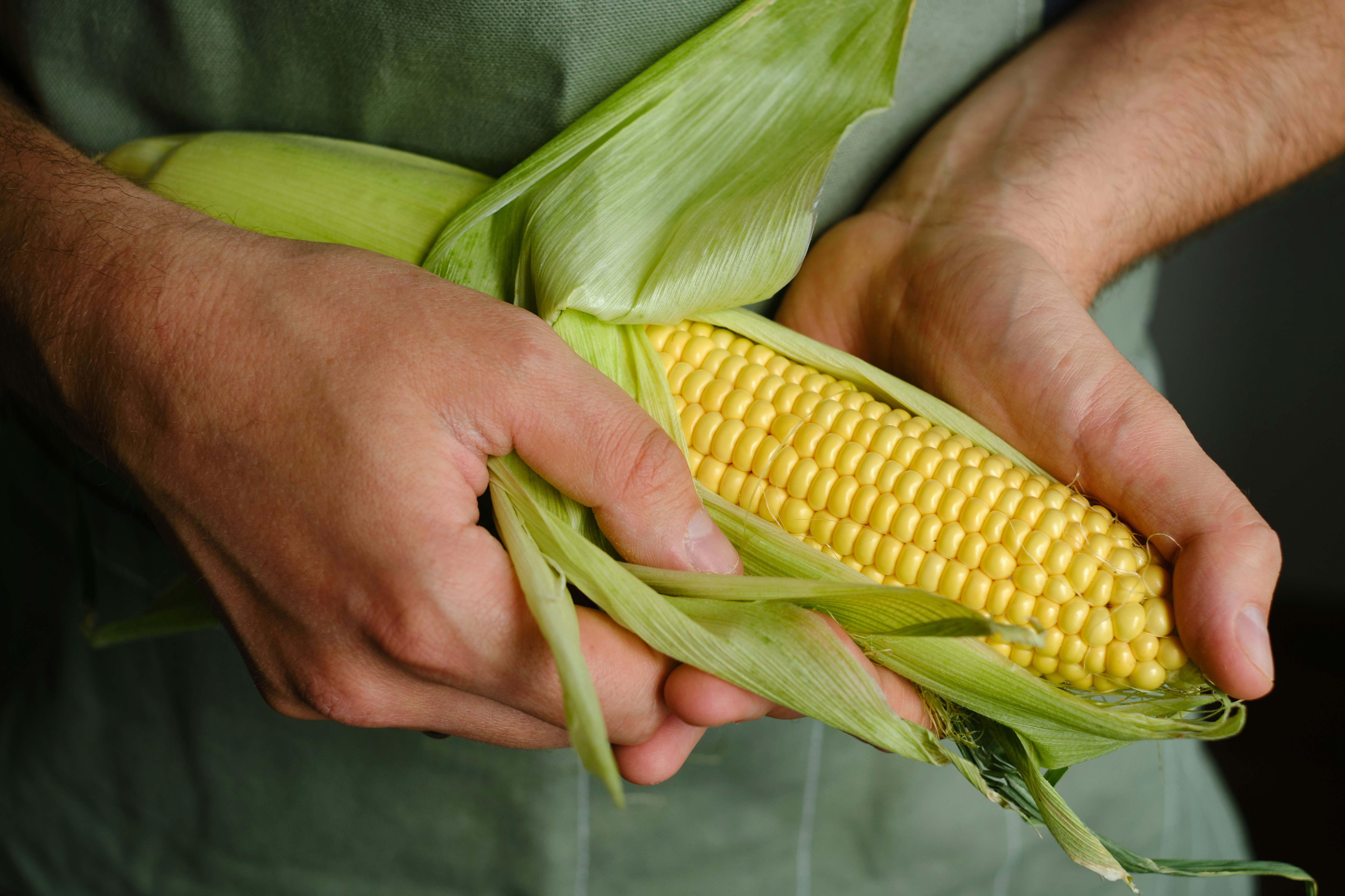 Hands holding fresh corn on the cob