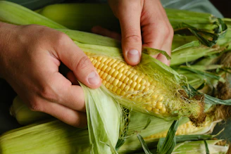 Hands peeling fresh corn on the cob