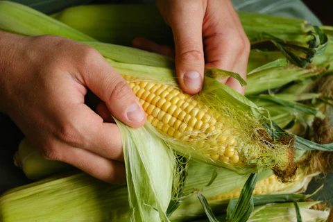 Hands peeling fresh corn on the cob