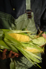 Person holding fresh corn on the cob