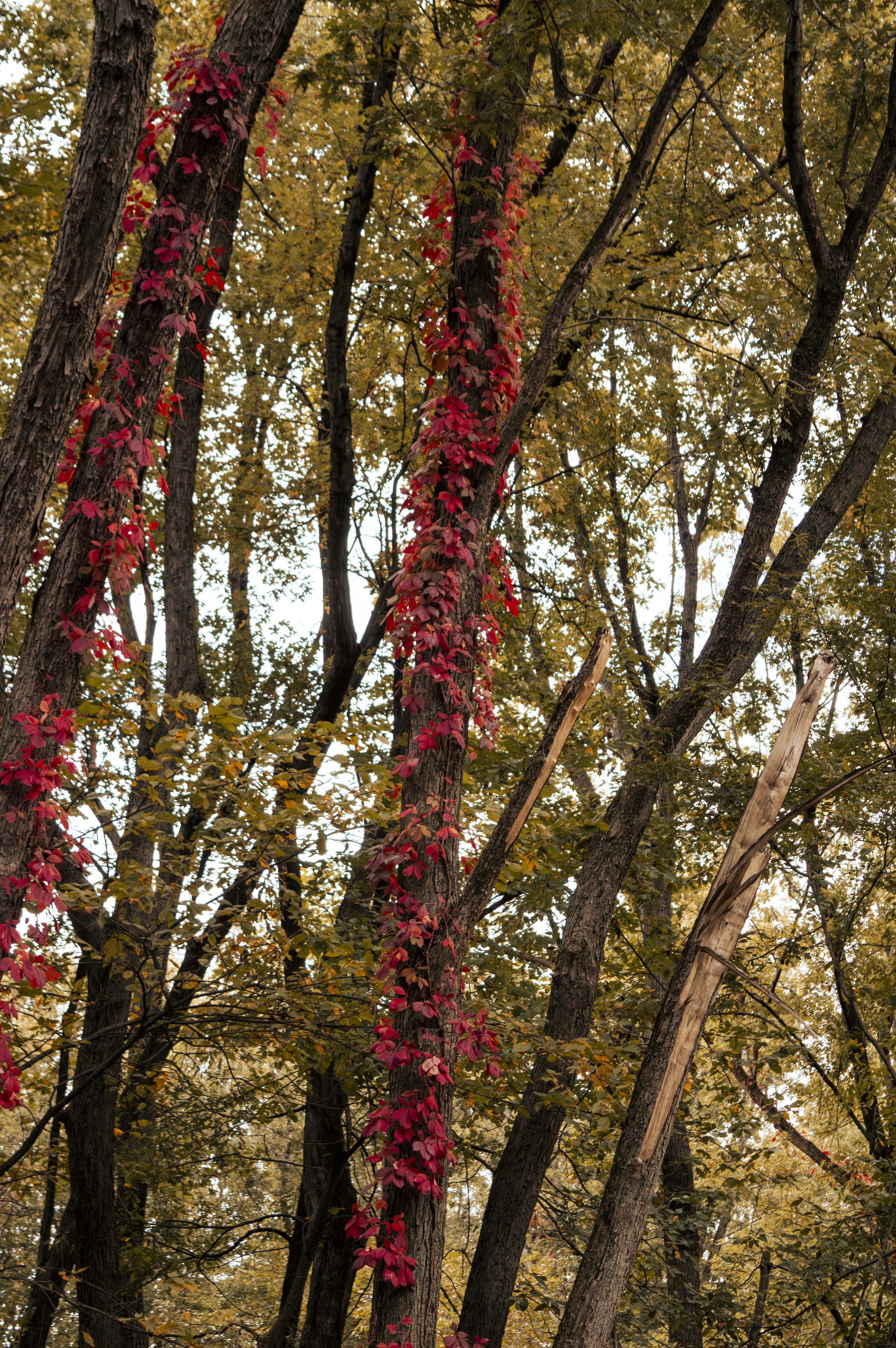 Red ivy climbs up trees in a forest.