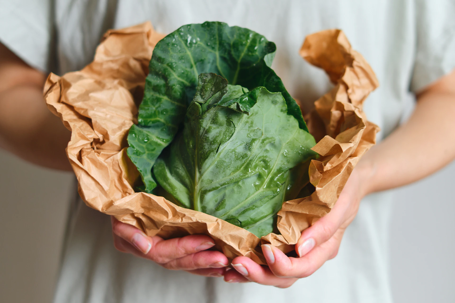 Hands holding a fresh green cabbage wrapped in paper