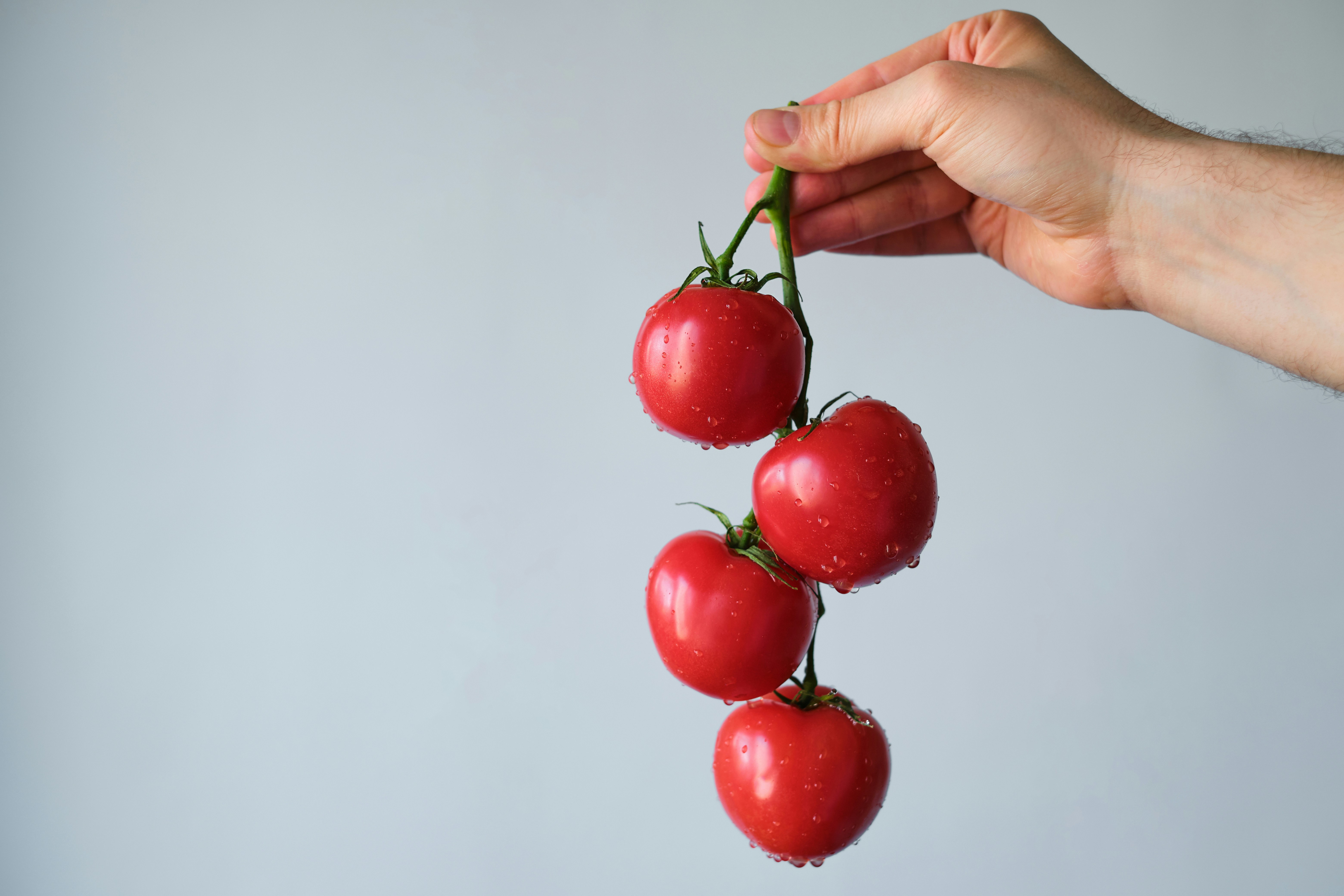 Hand holding a vine with four ripe red tomatoes
