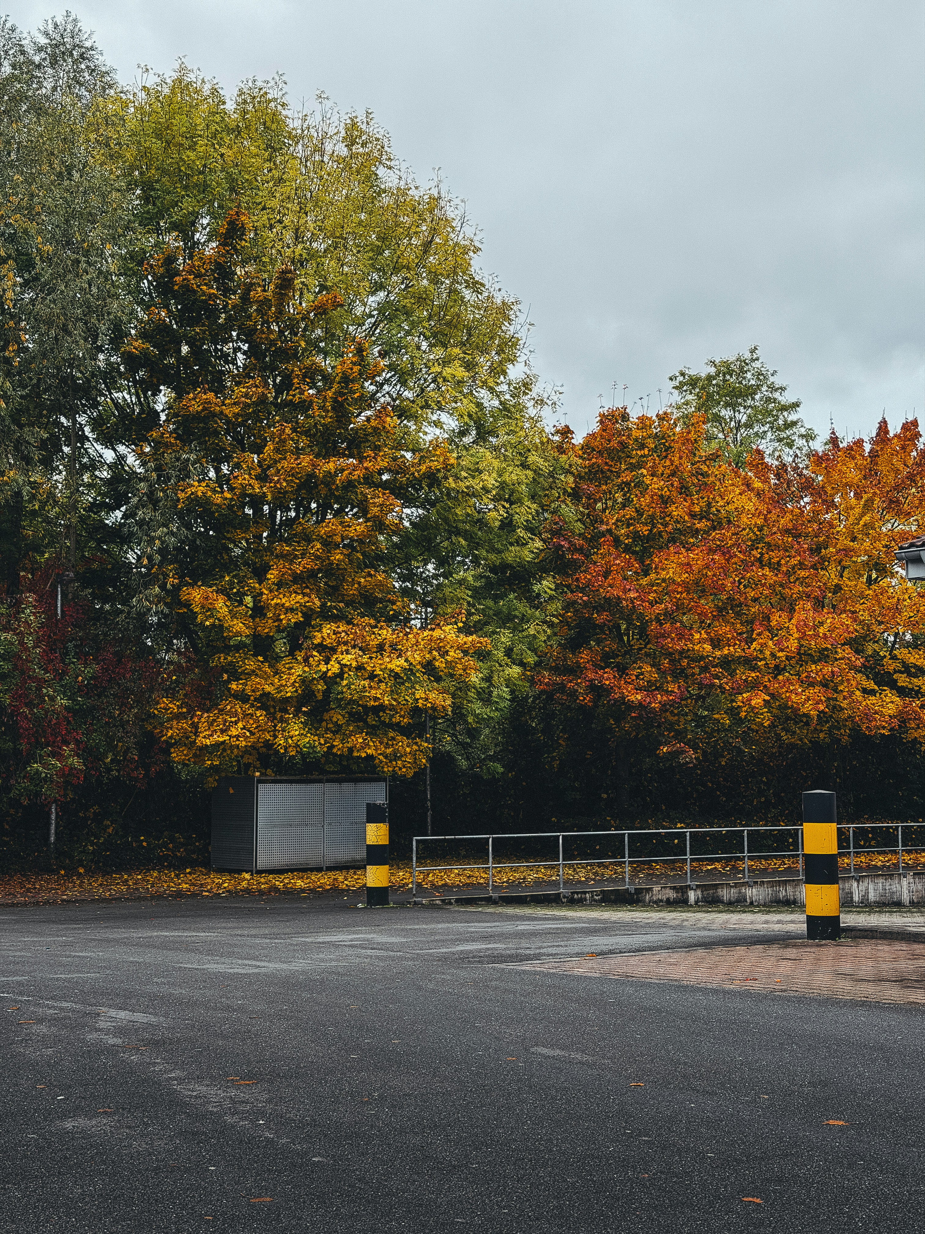 Autumn trees with yellow and orange leaves