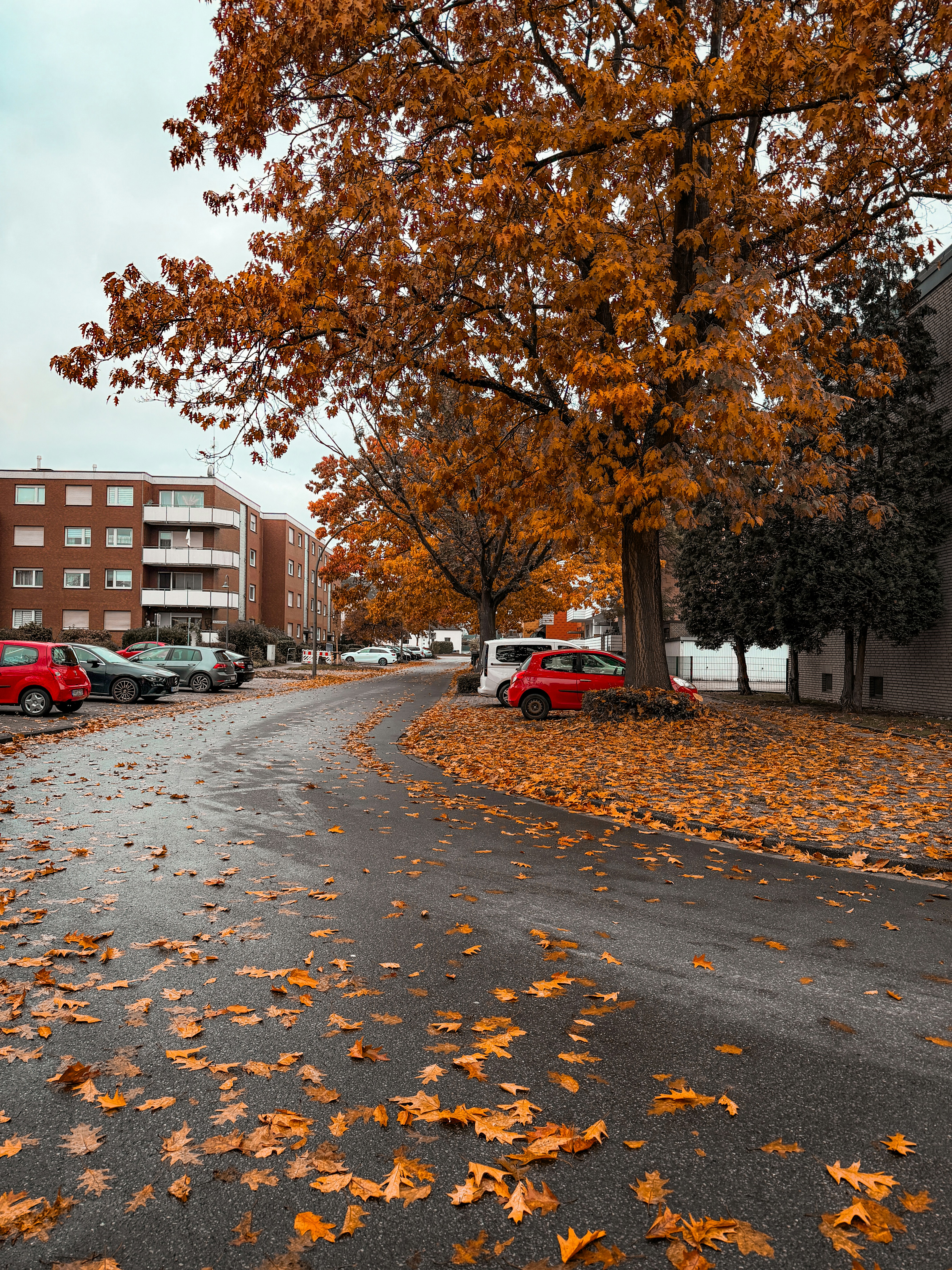 Autumn leaves cover a wet street with parked cars.