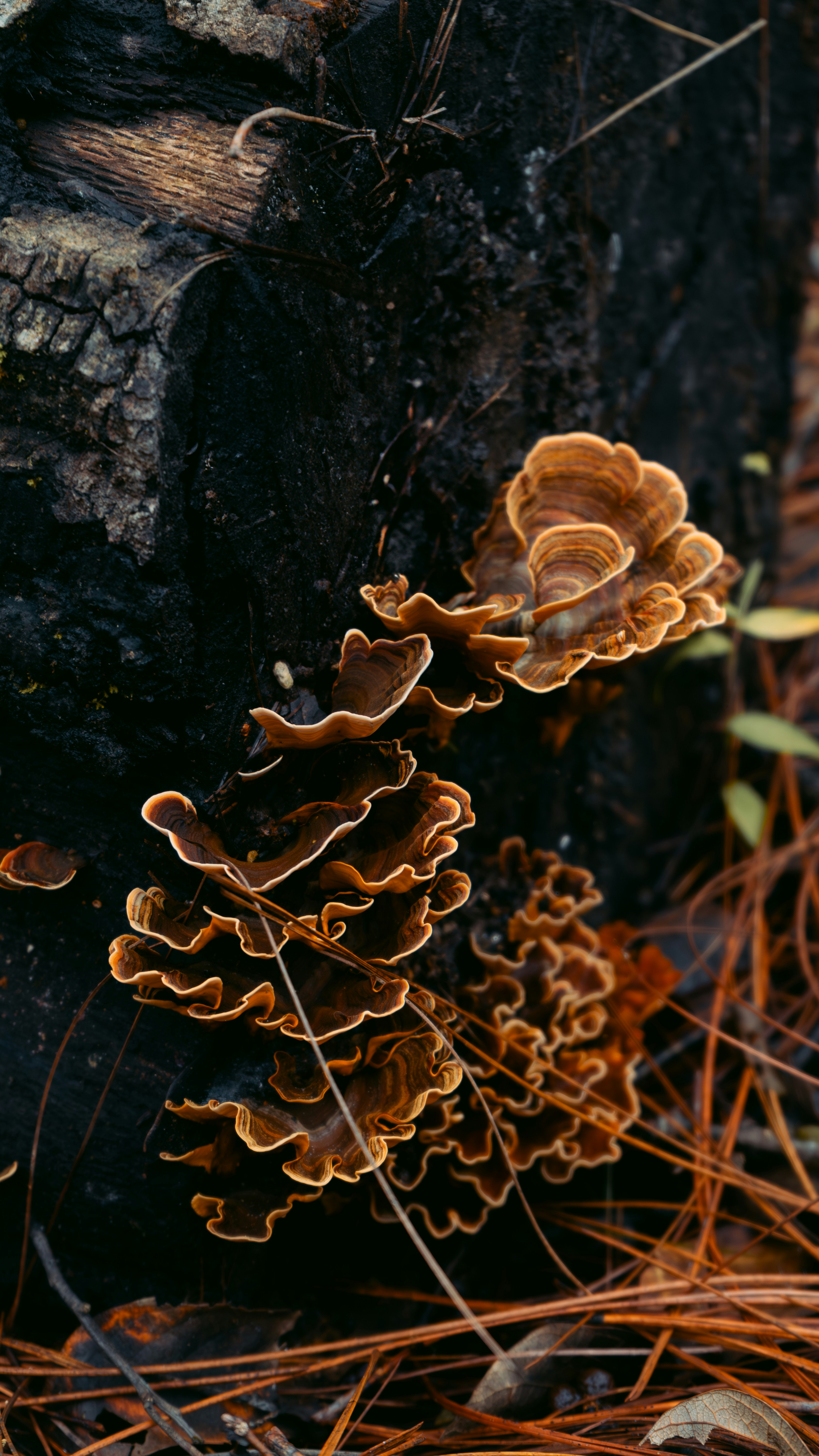 Photo by claudio_alba