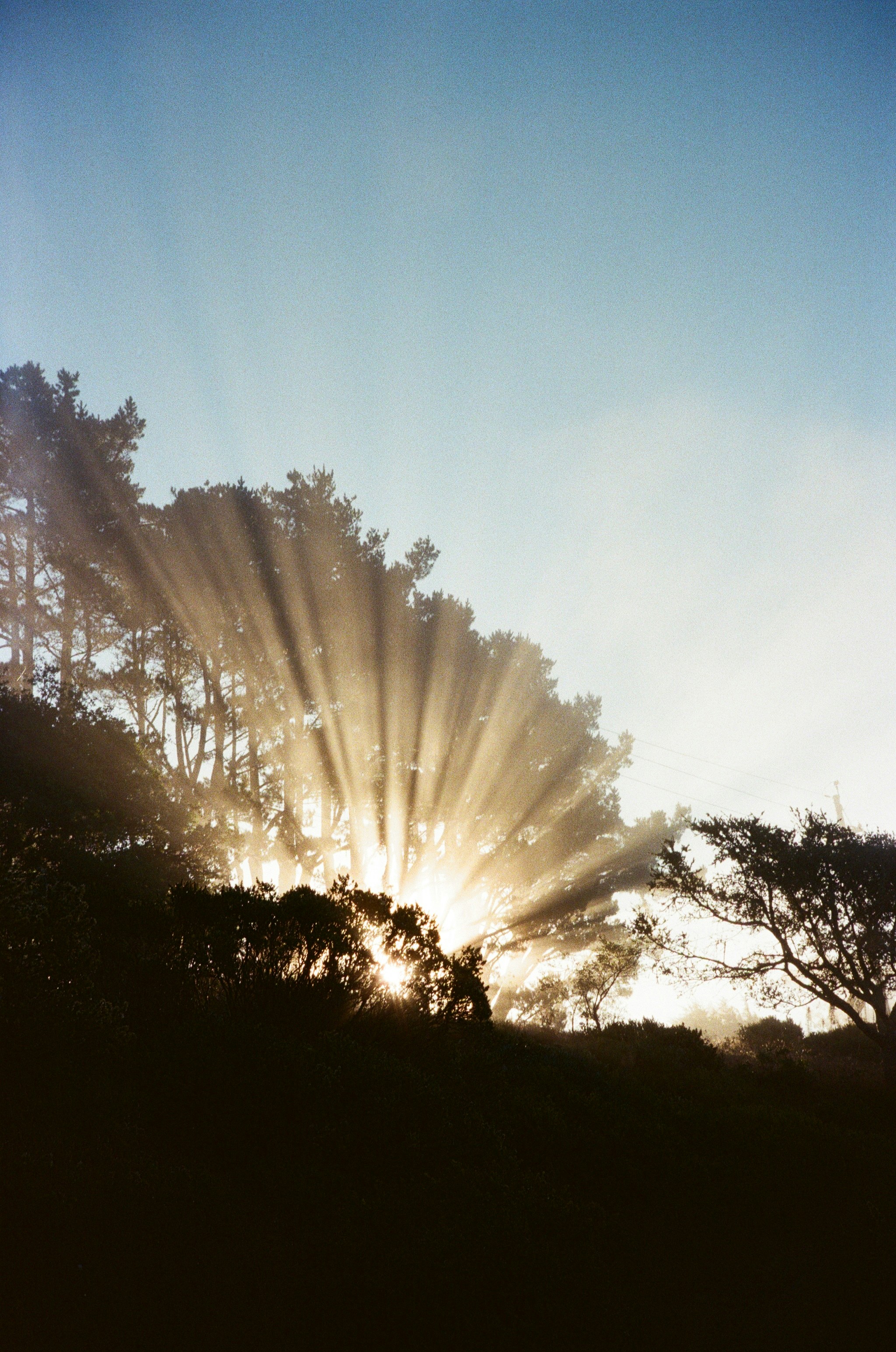 Sunbeams shining through trees on a misty morning.