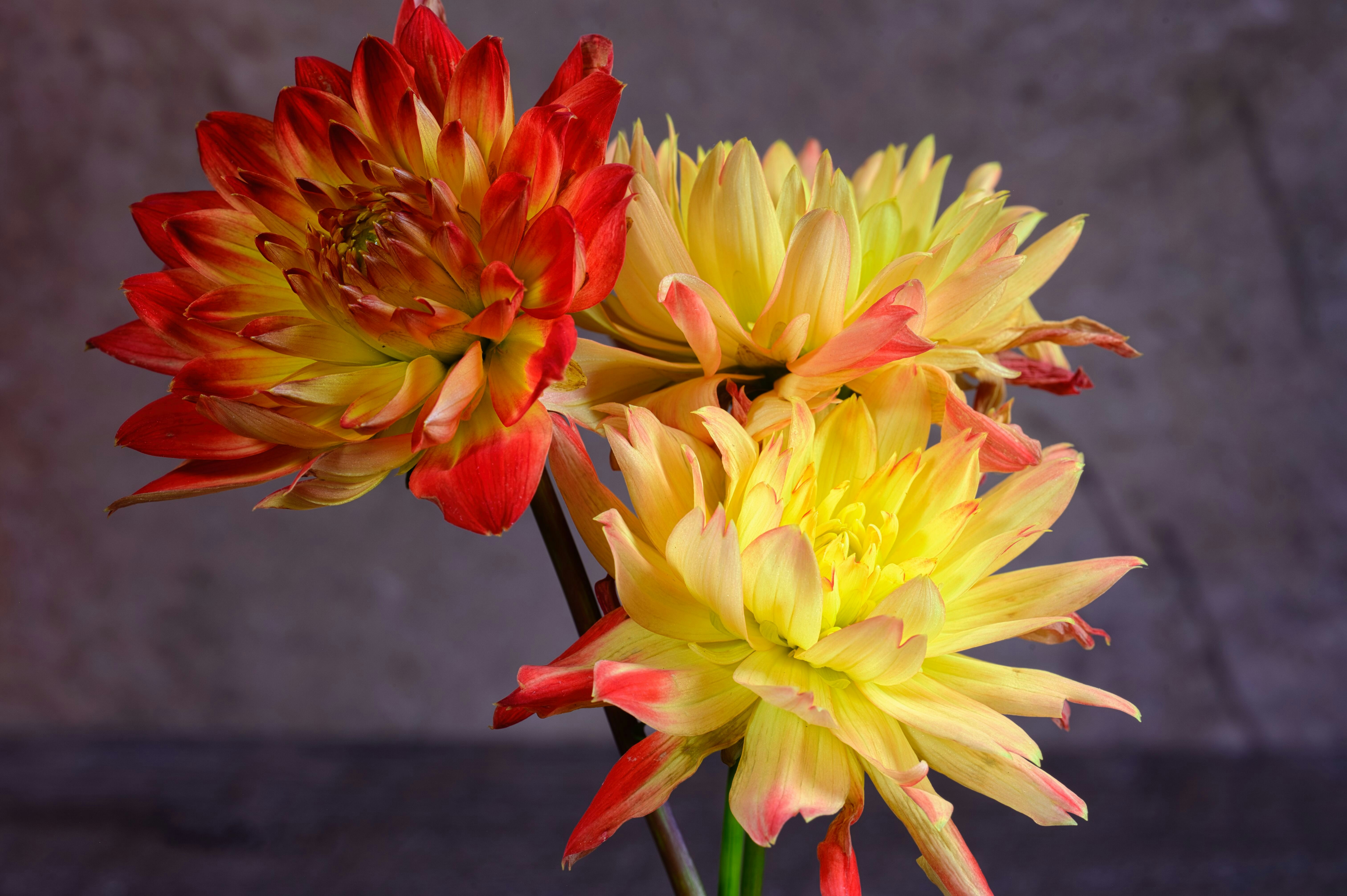 Drei leuchtend gelbe und rote Dahlien auf dunklem Hintergrund