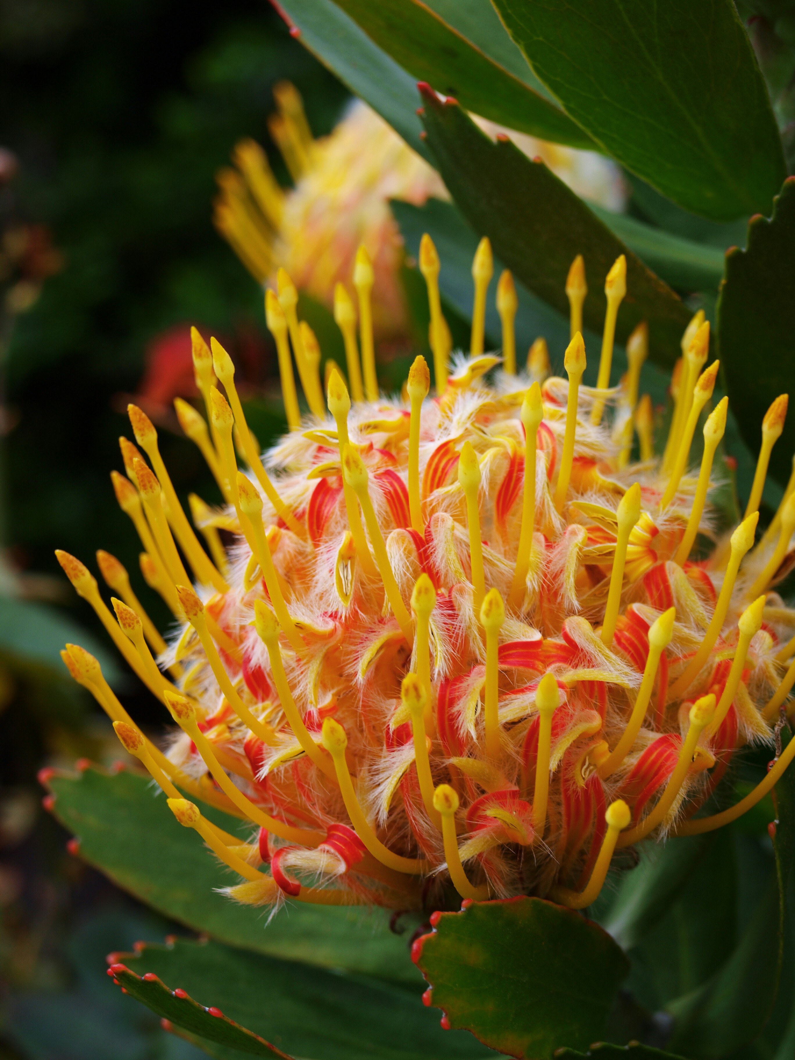 Photo by lutruwita_exposure