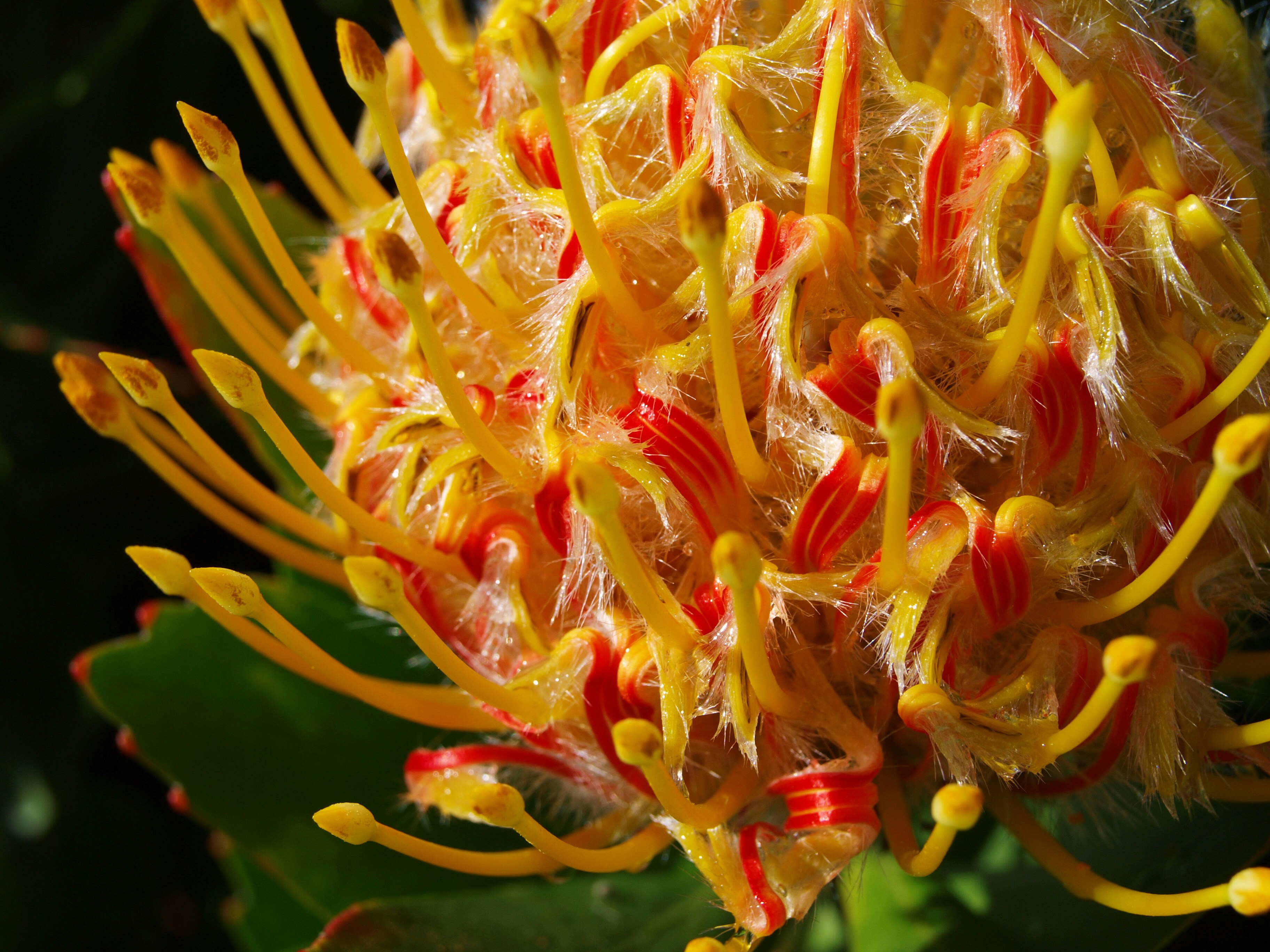 Close-up of a vibrant yellow and red pincushion protea flower.