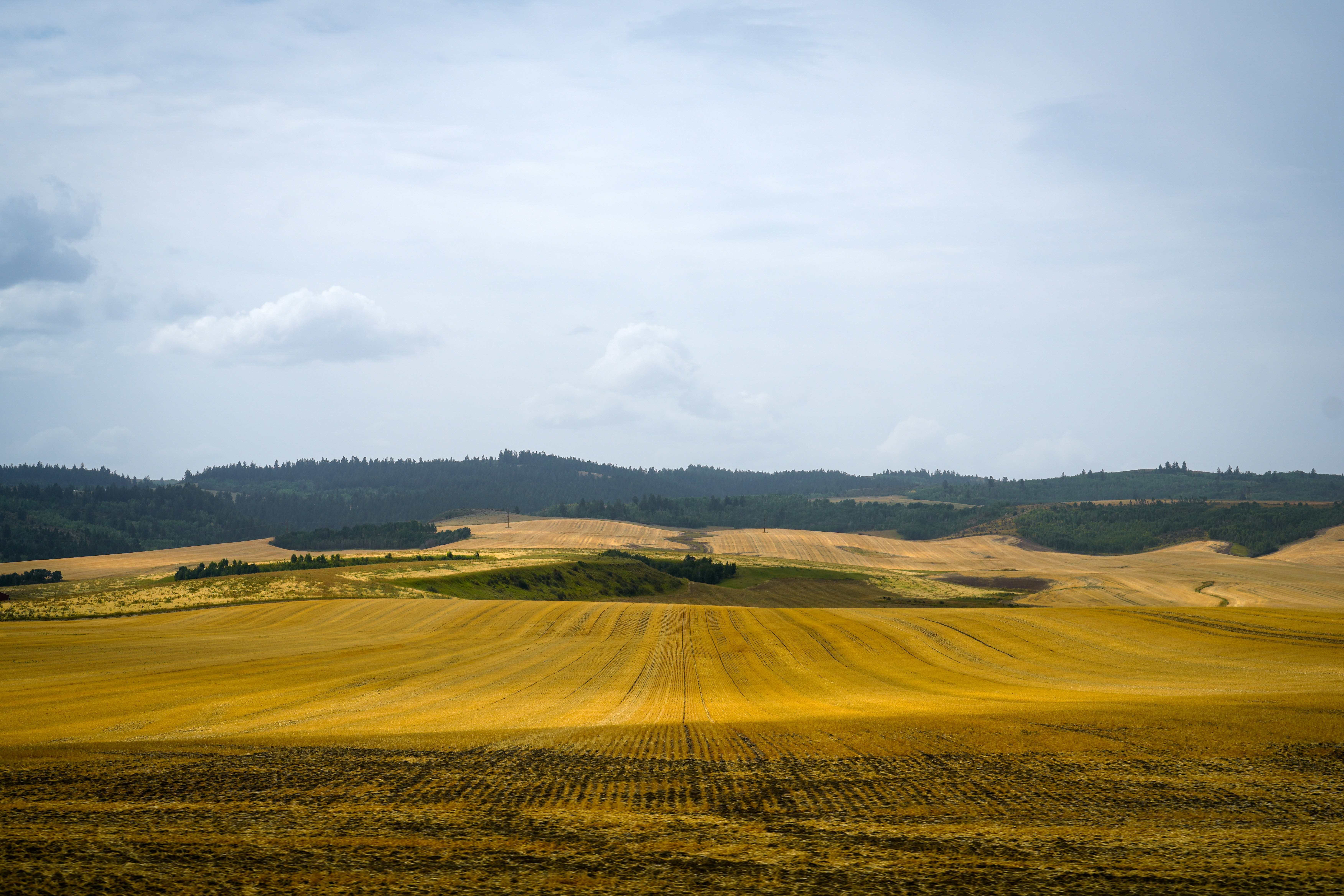 حقول قمح ومحاصيل زراعية