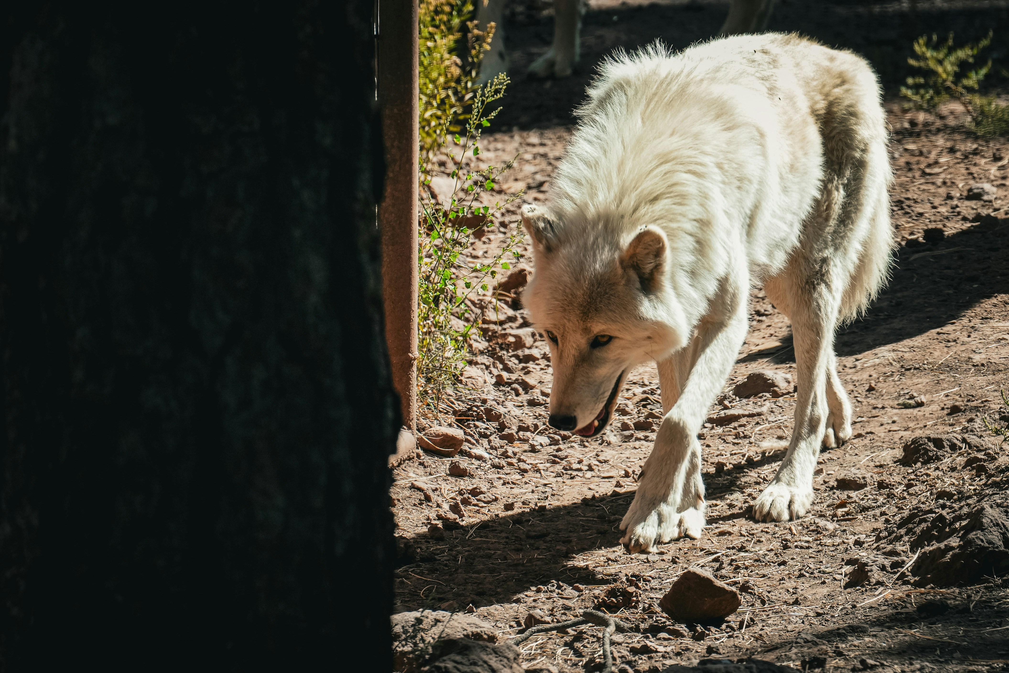 A white wolf walks on a dirt path