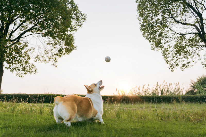 Best Dog Harnesses and Leashes : No-Pull Harness and Best Dog Leash Picks for Safer Walks