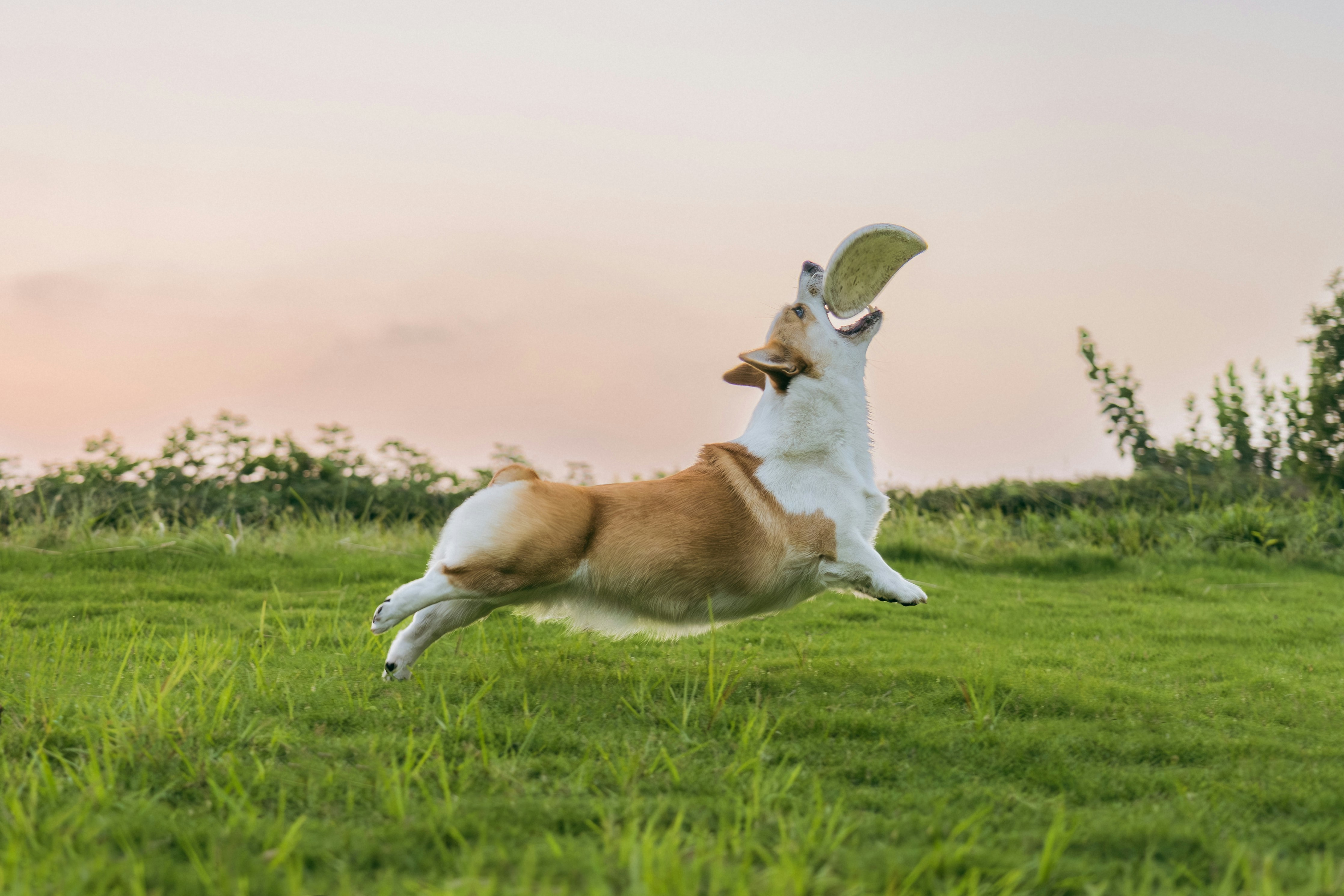 Dog catching frisbee