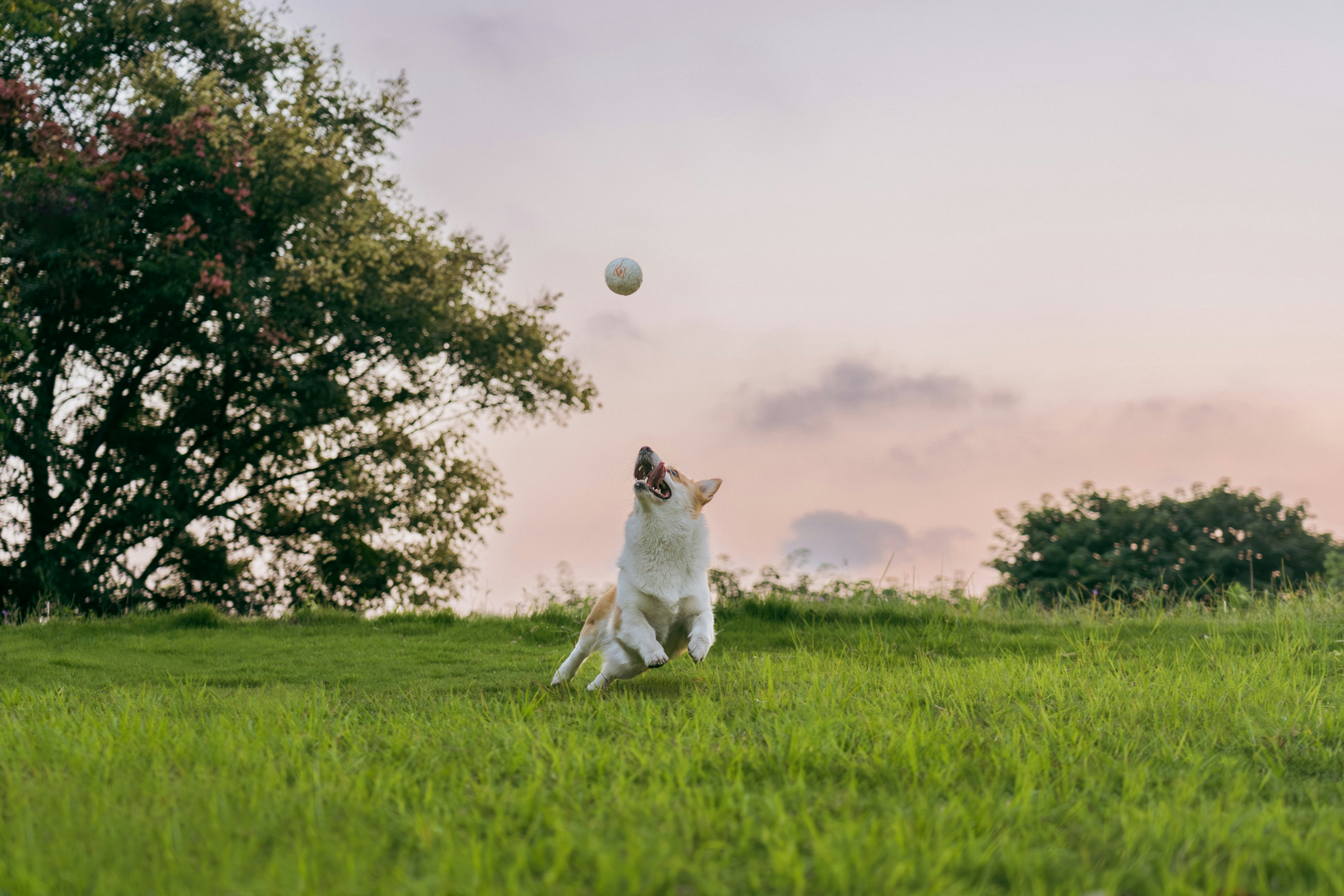 A dog jumps to catch a ball in a park