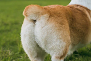 anaal klieren legen hond