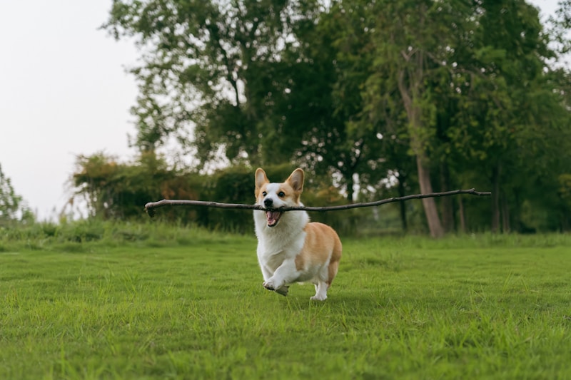 Happy corgi dog running outdoors showing signs of good nutrition and energy