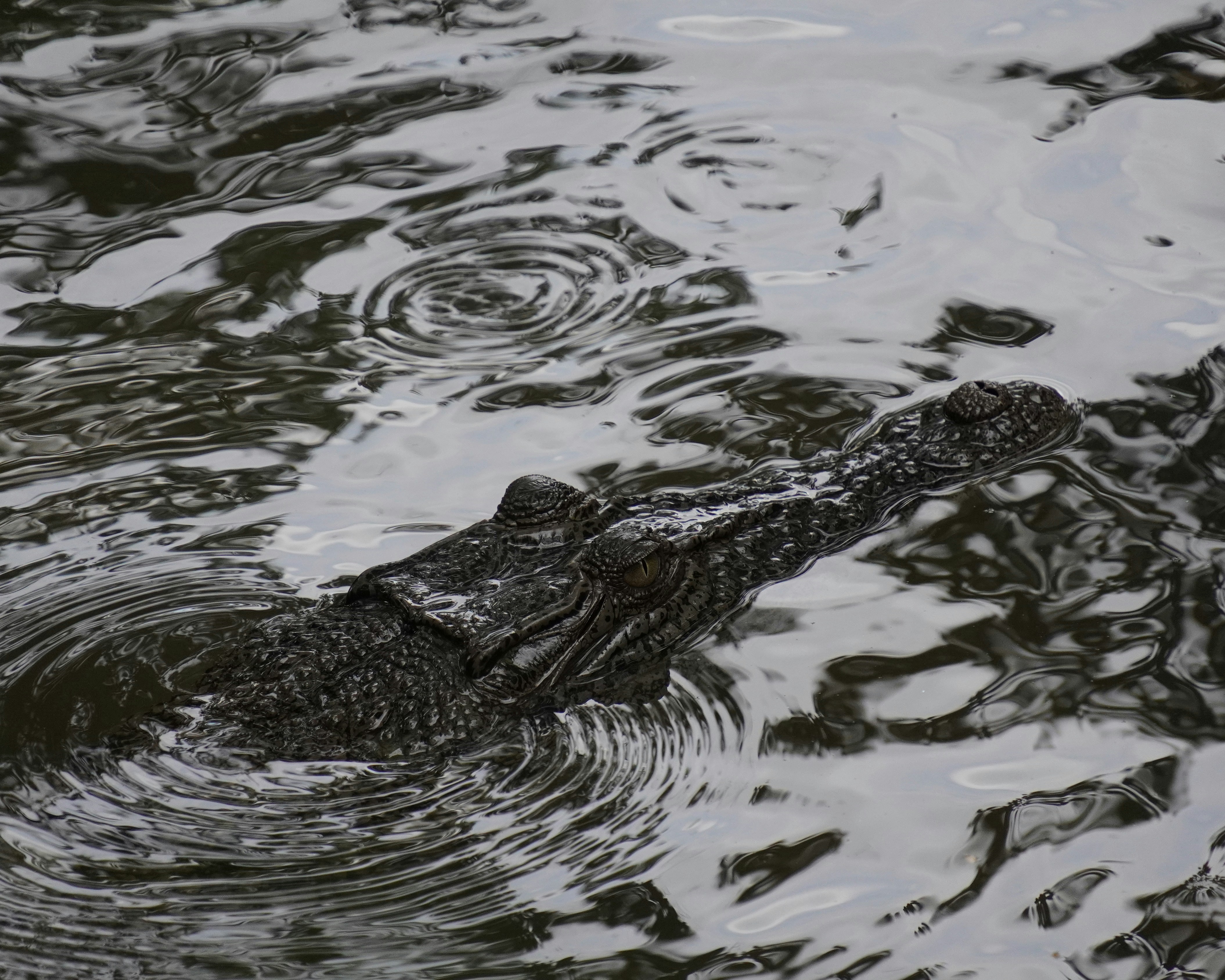 A crocodile swims in murky water