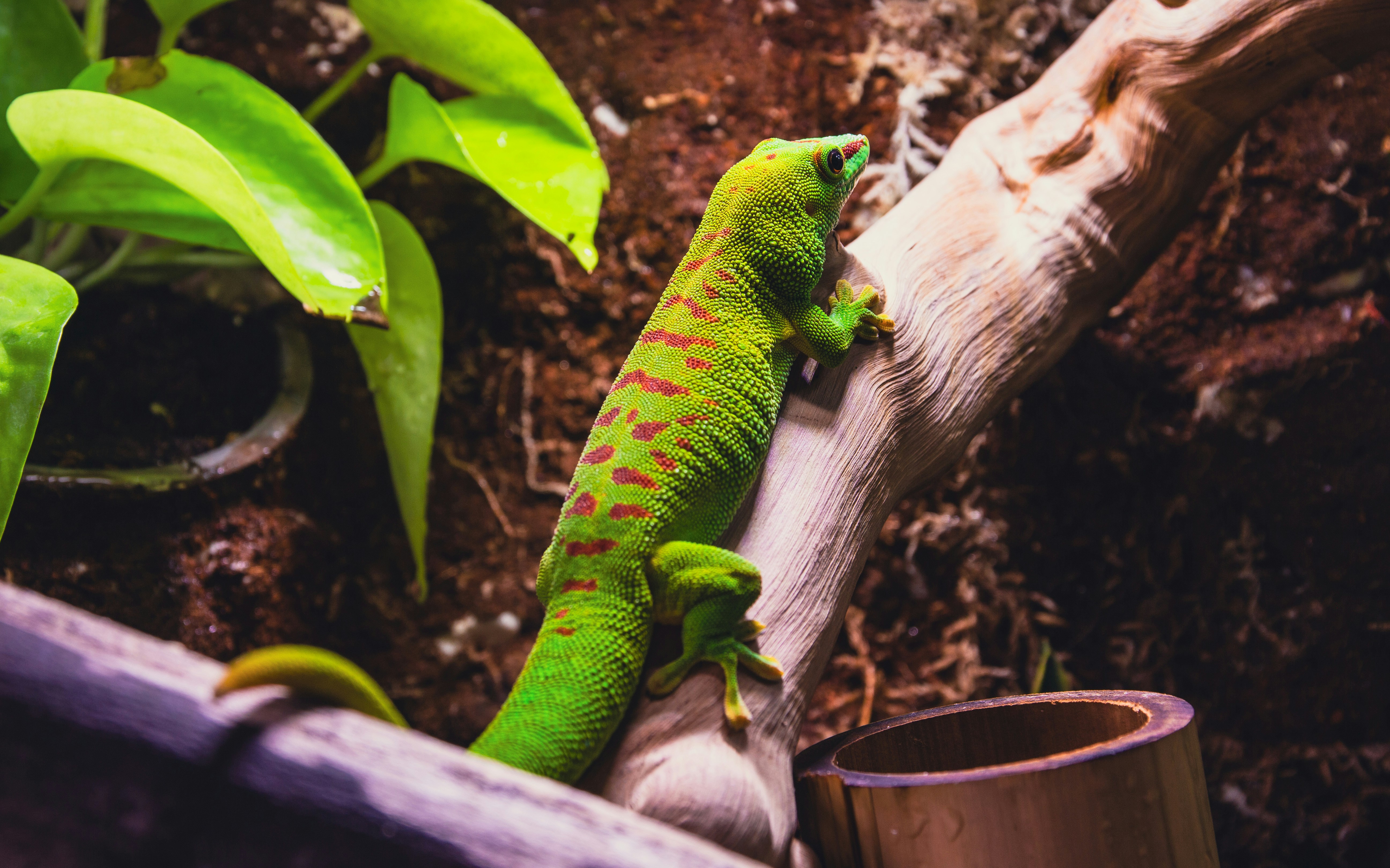 Sustainable exotic pet keeping