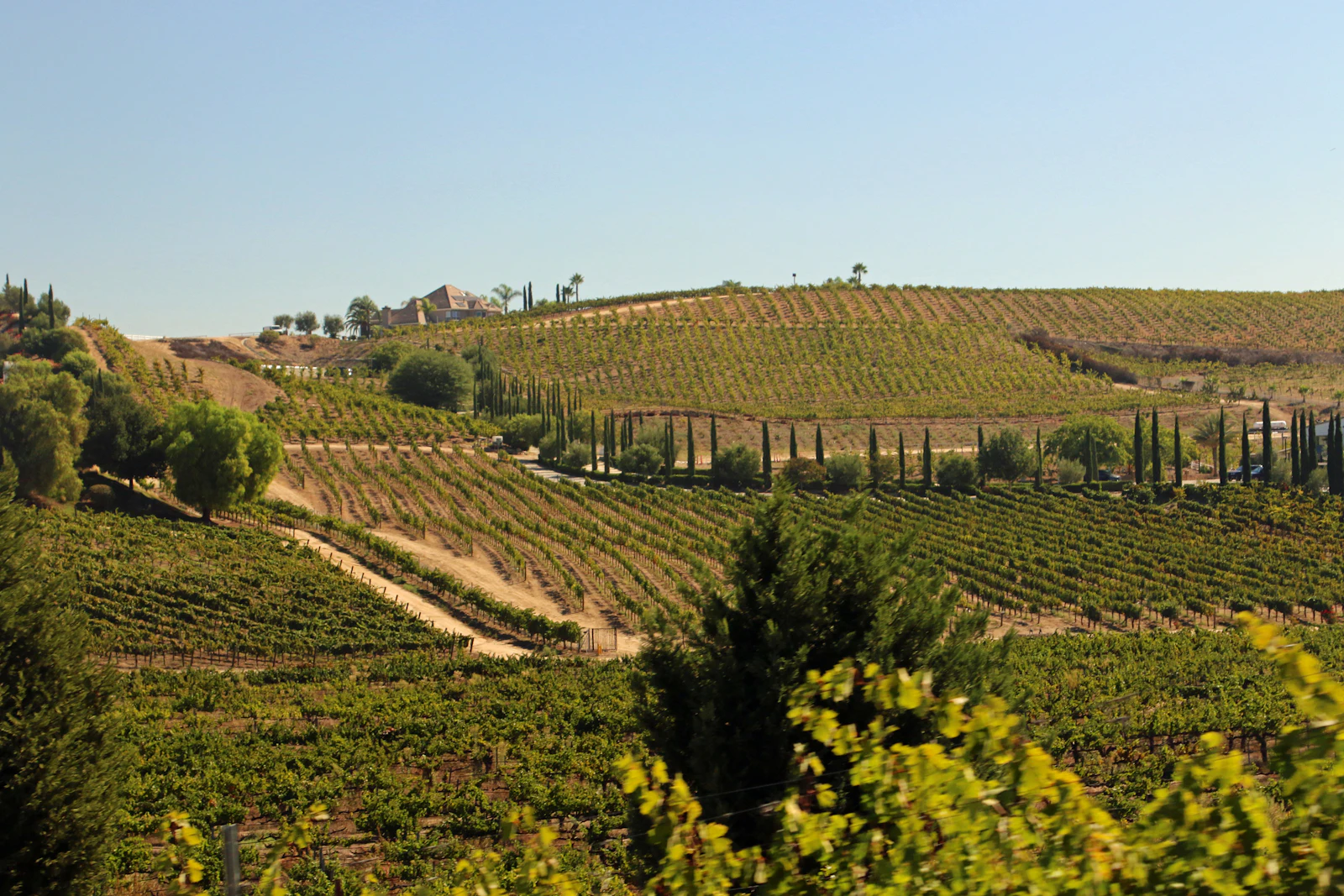 Rolling hills covered in vineyard rows.