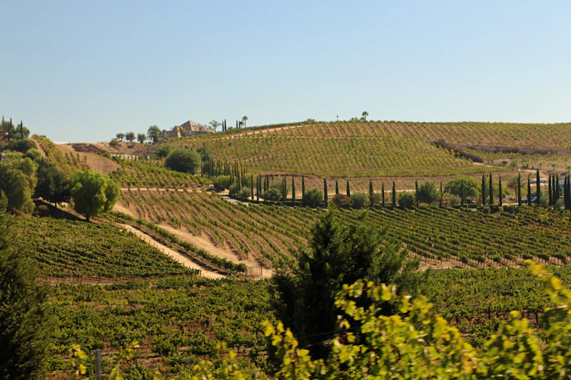 Rolling hills and vineyards in the Temecula Valley near French Valley