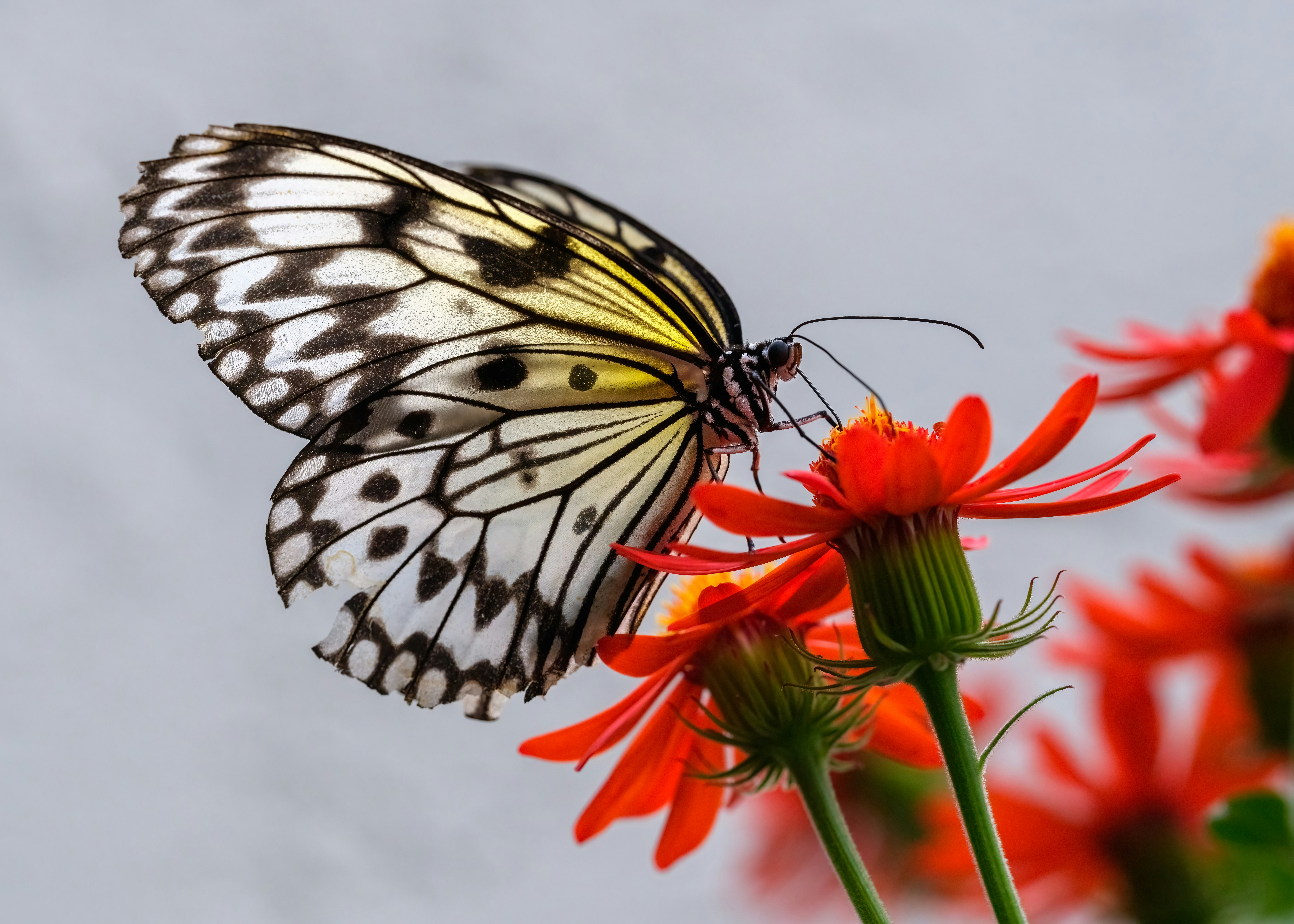 A white butterfly with black patterns on red flowers.